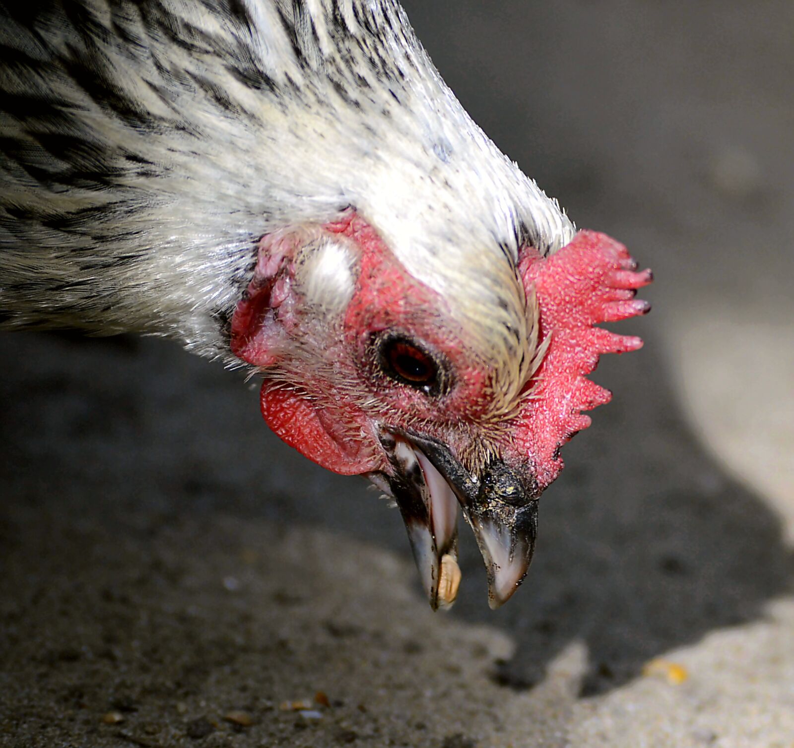 Nikon D3200 sample photo. Chicken, foraging, attention photography