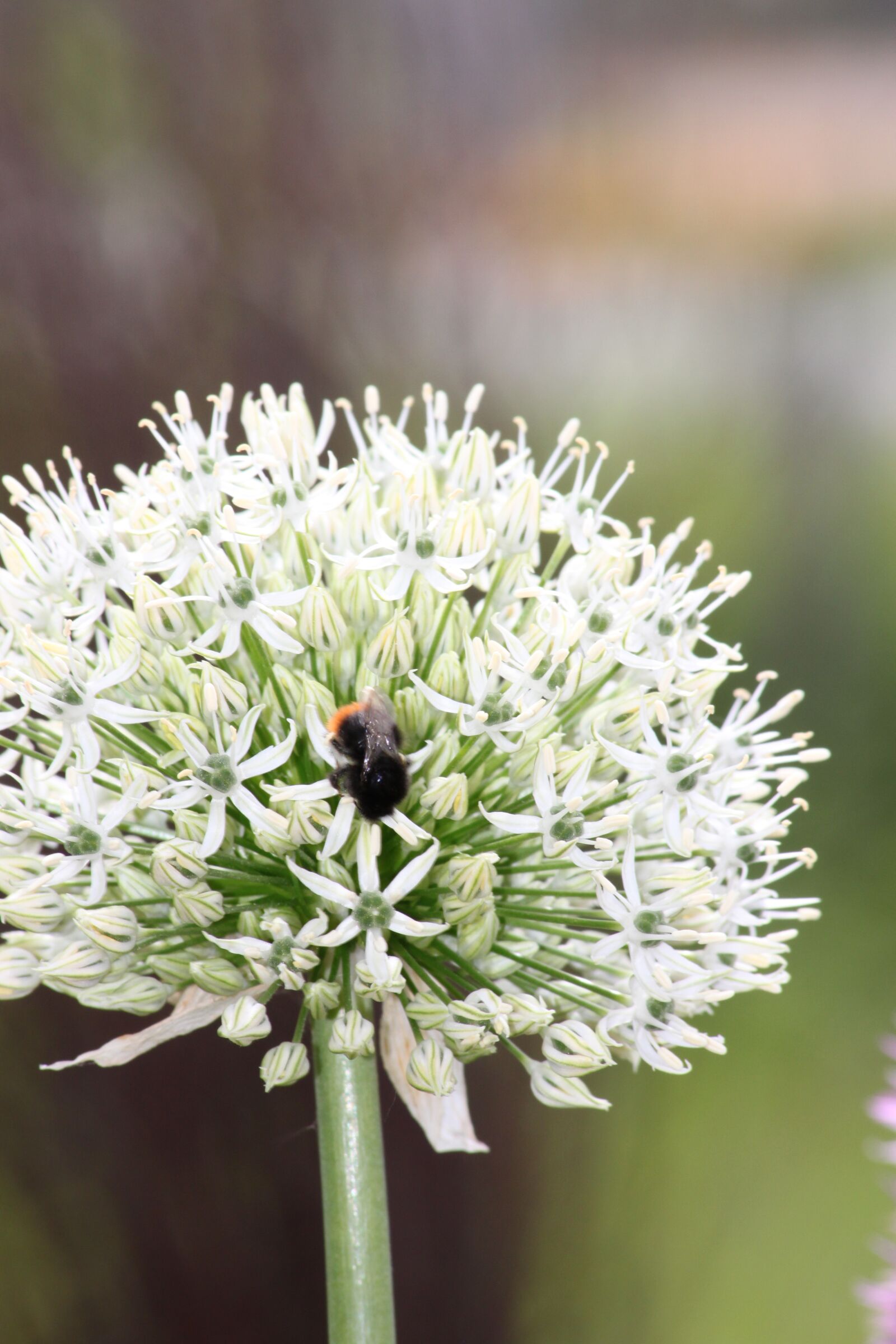 Canon EOS 500D (EOS Rebel T1i / EOS Kiss X3) sample photo. Trim chive, blossom, bloom photography