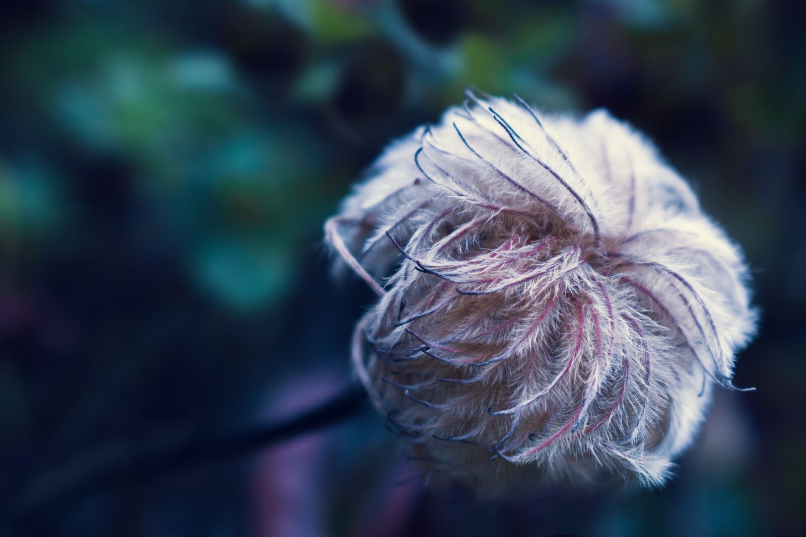 Nikon D5600 sample photo. Fluffy flower, fluffy, plant photography