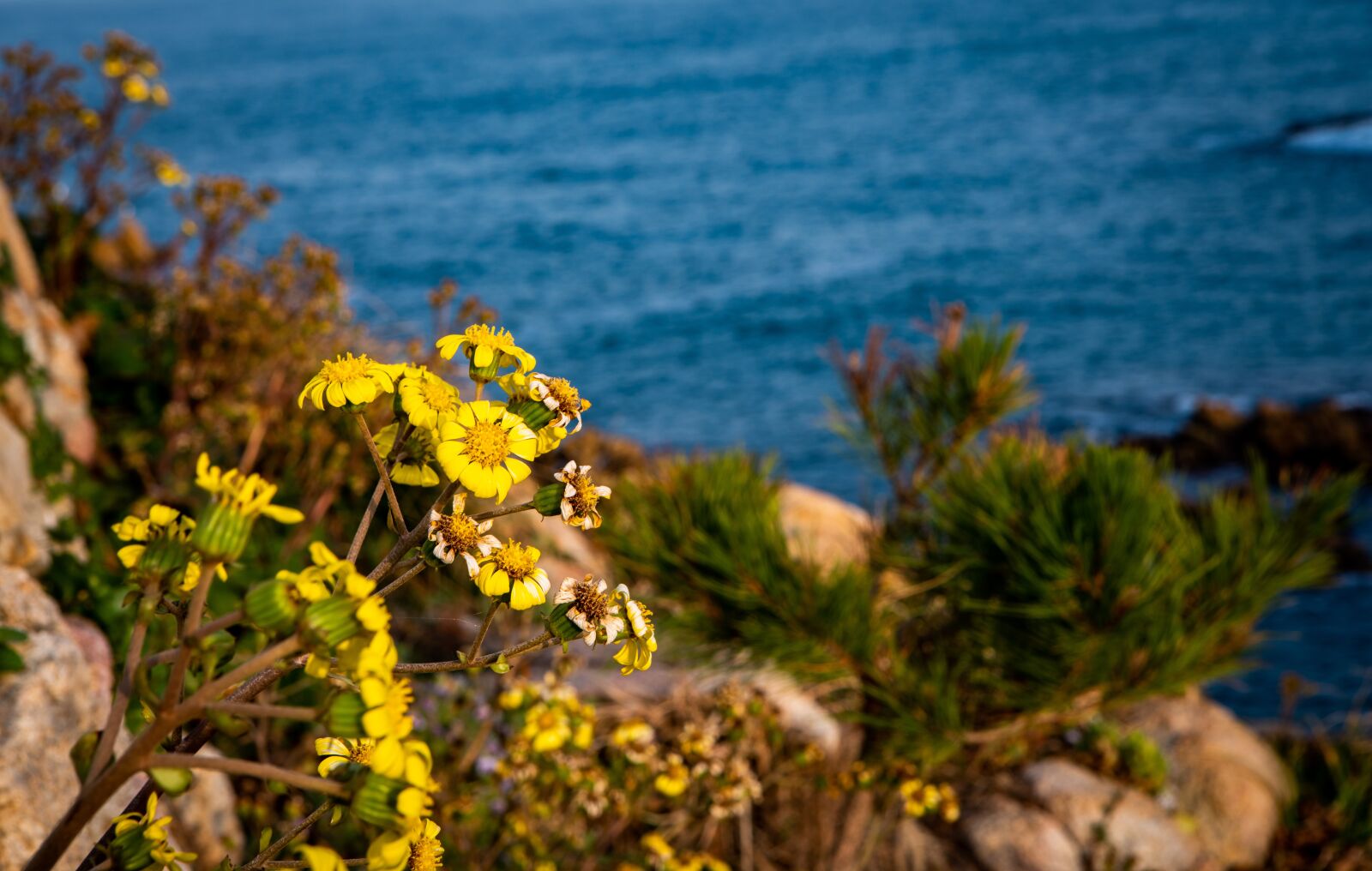 DT 24-70mm F2.8 SAM sample photo. Flowers, sea, nature photography