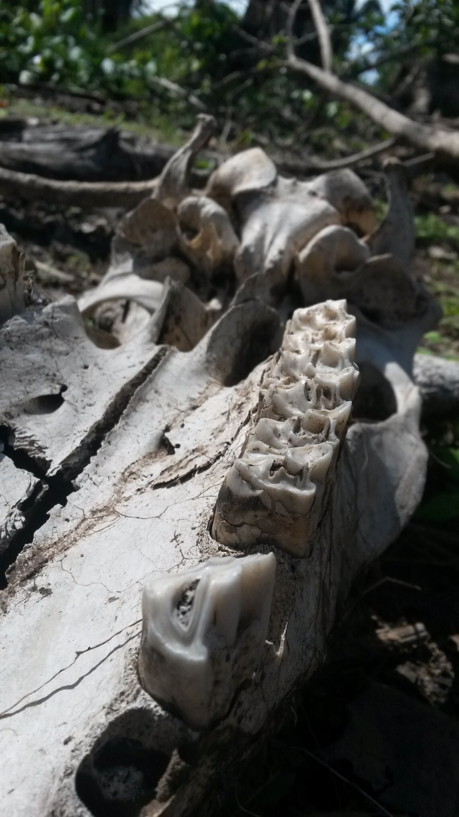 Samsung Galaxy S4 Mini sample photo. Skull, skeleton, dead photography