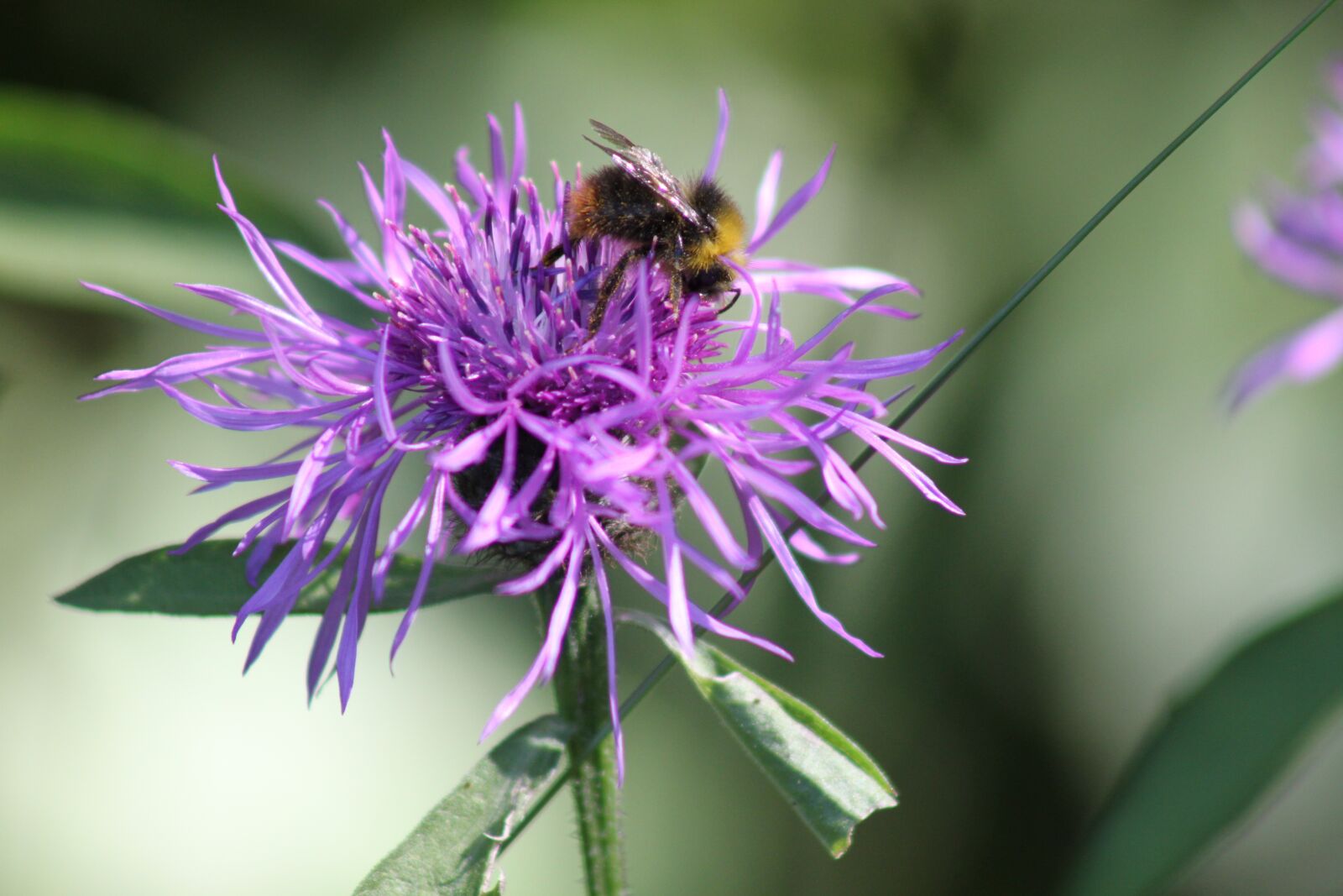Canon EOS 500D (EOS Rebel T1i / EOS Kiss X3) sample photo. Bee, flower, pink photography