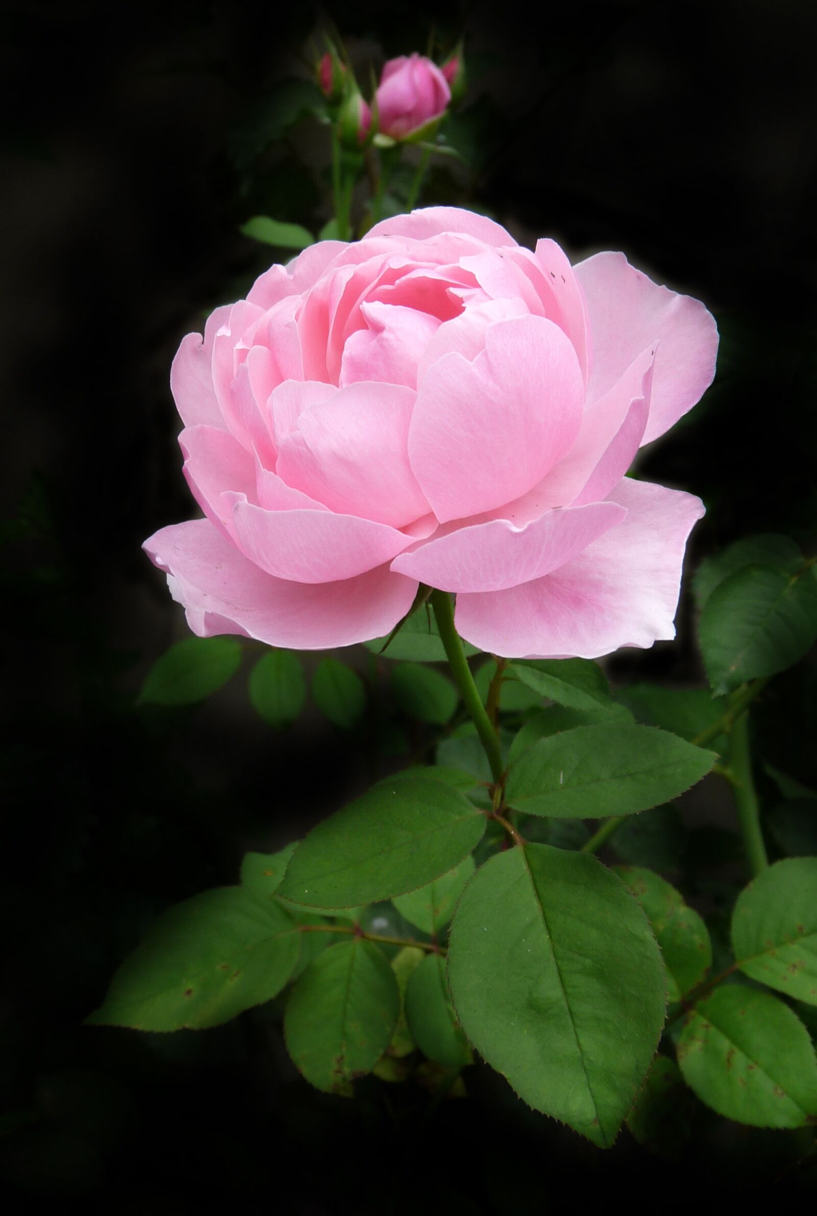 Panasonic Lumix DMC-FZ28 sample photo. Rose, stem, pink photography