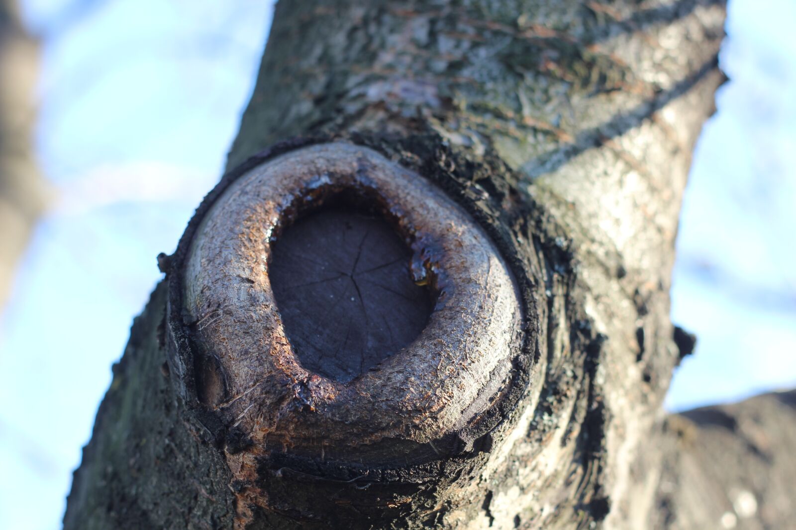 Canon EOS 550D (EOS Rebel T2i / EOS Kiss X4) sample photo. Strain, knot, rings photography