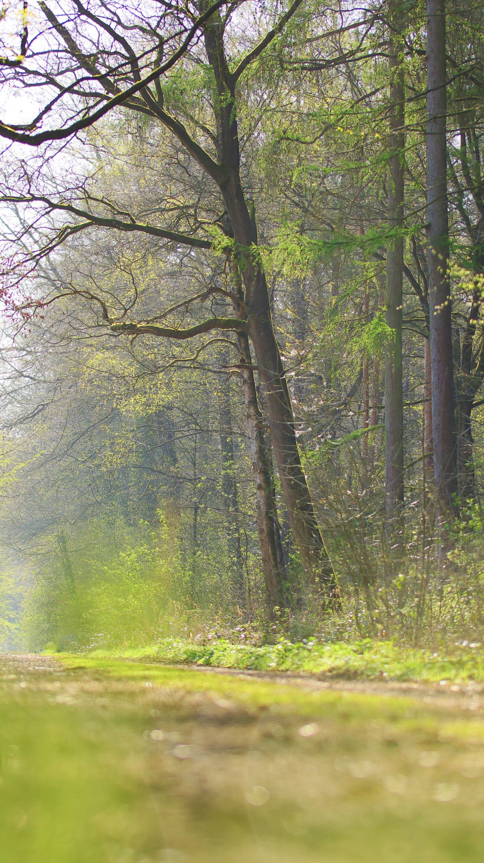 Canon EOS M50 (EOS Kiss M) sample photo. Forest, spring, green photography