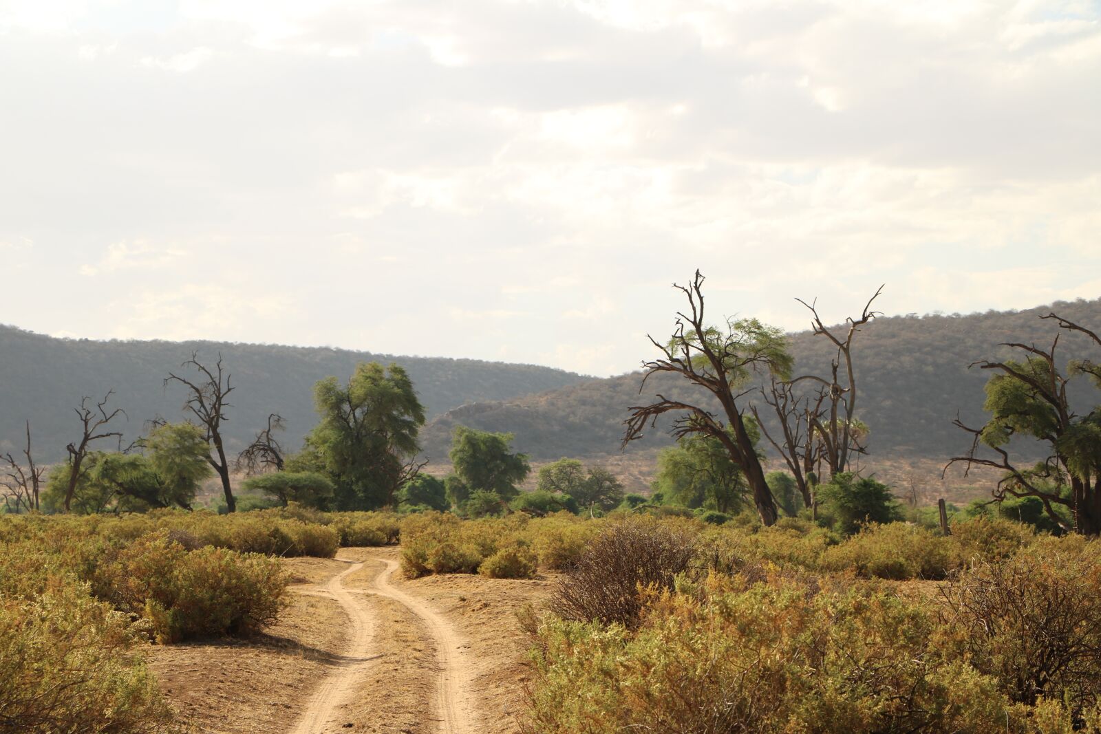 Canon EOS 760D (EOS Rebel T6s / EOS 8000D) sample photo. Savanna, safari, africa photography