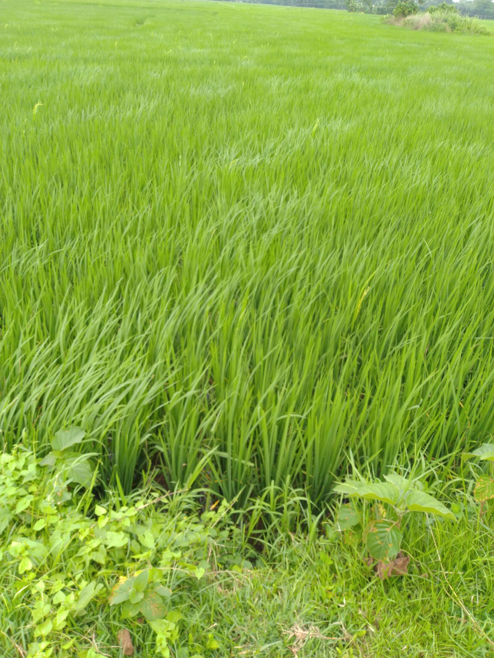 ASUS X00TD sample photo. Paddy, field, green photography