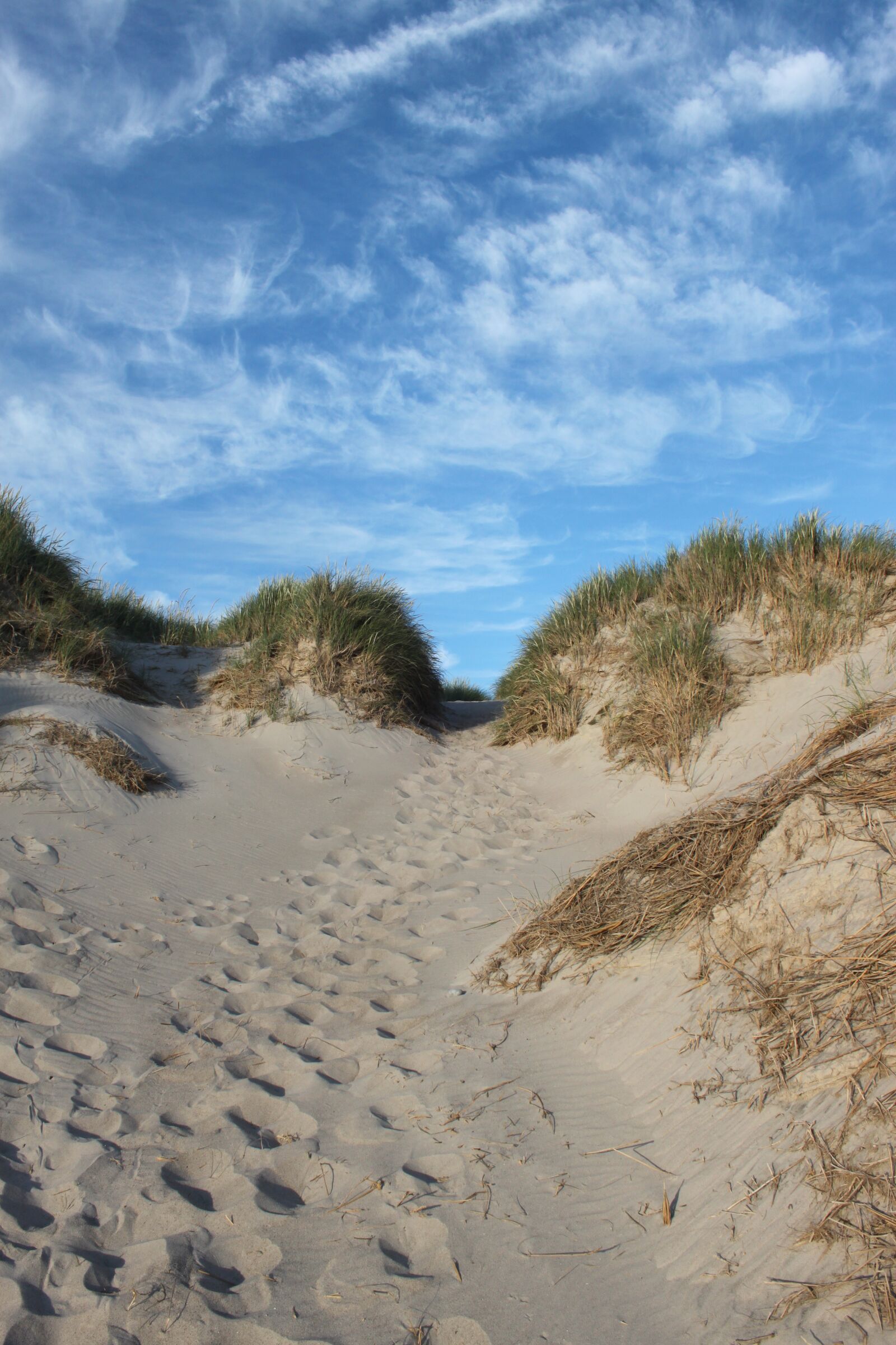 Canon EOS 500D (EOS Rebel T1i / EOS Kiss X3) sample photo. Beach, dune, sand photography