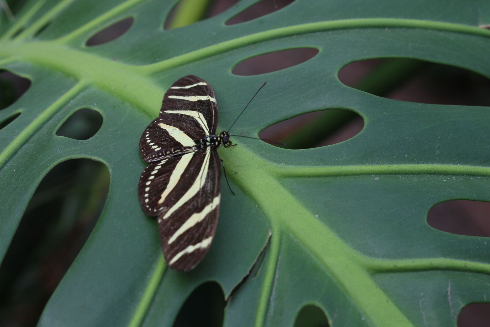 Canon EOS 700D (EOS Rebel T5i / EOS Kiss X7i) sample photo. Butterfly, leaf, tropical photography
