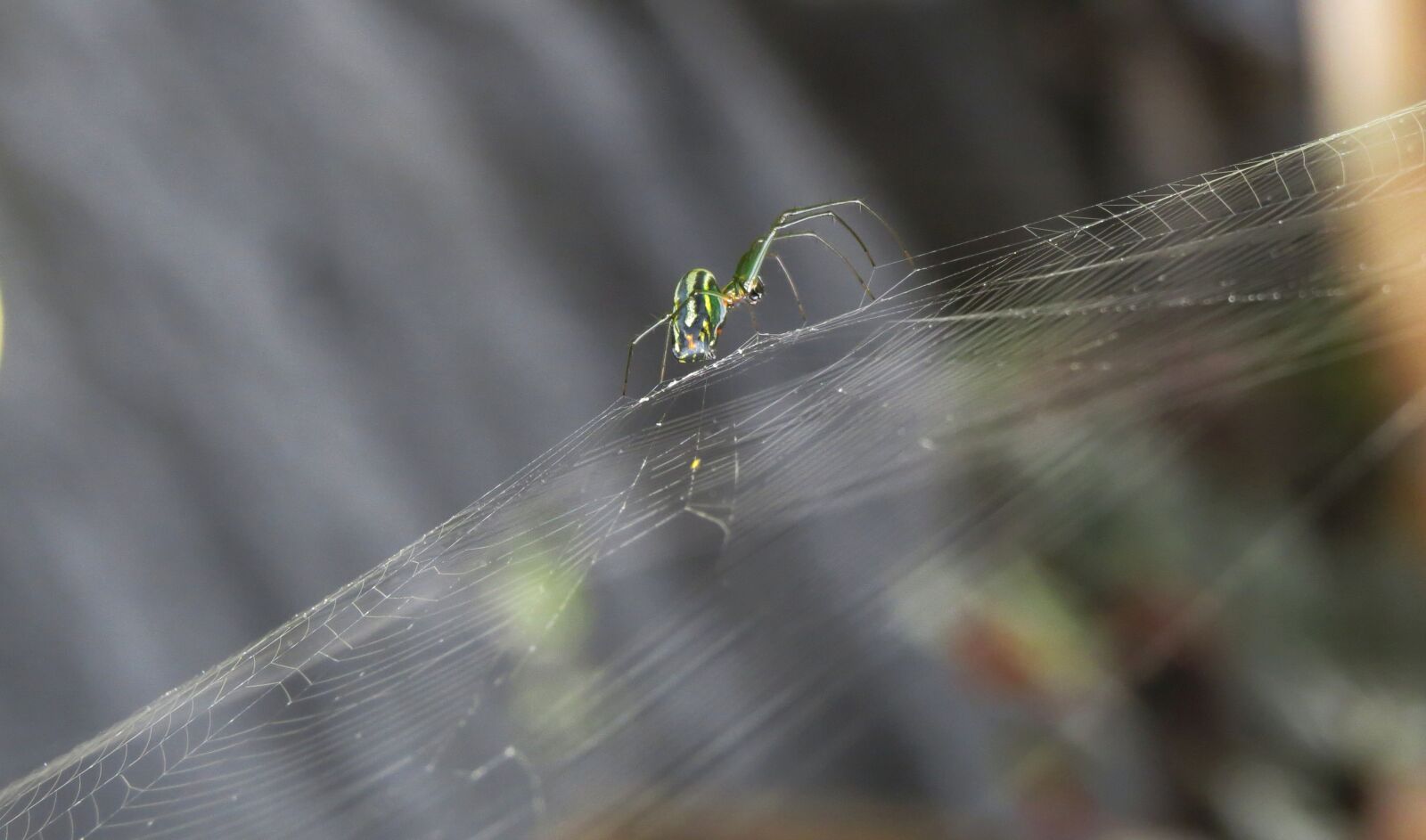 Canon PowerShot SX50 HS sample photo. Insect, nature, spider photography