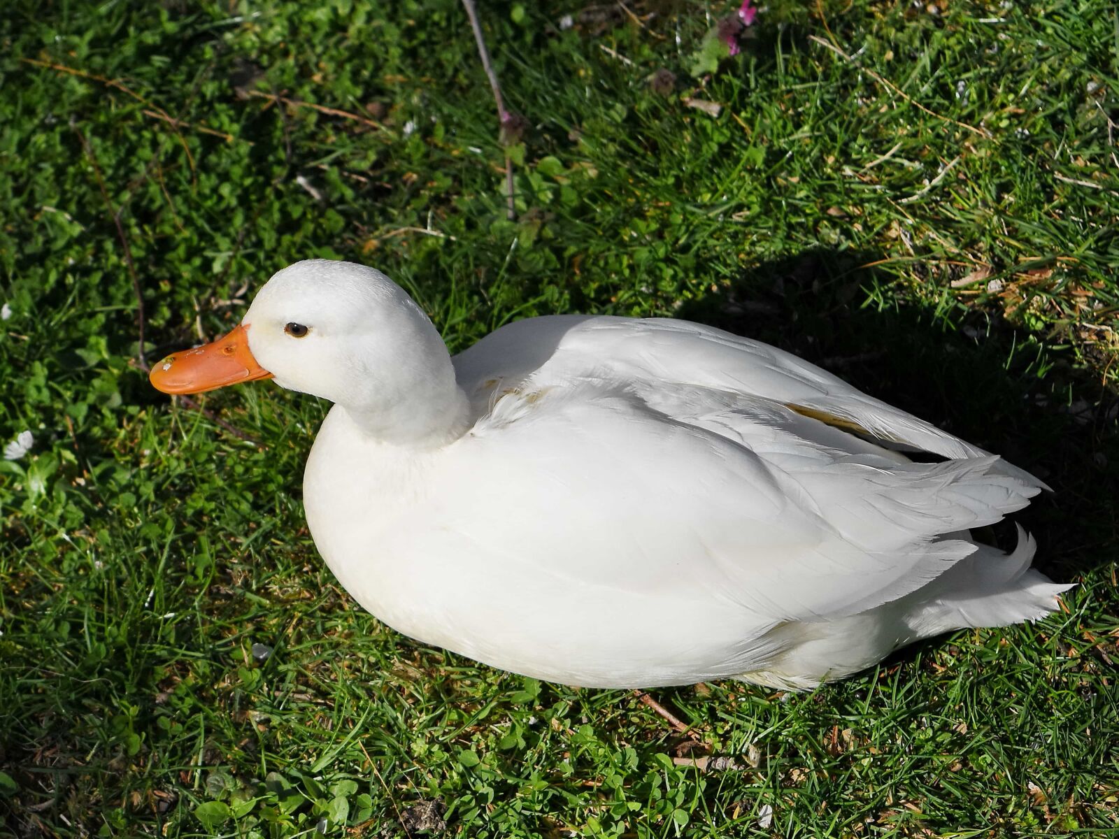 Nikon D5500 sample photo. White, feather, wildlife, waterfowl photography