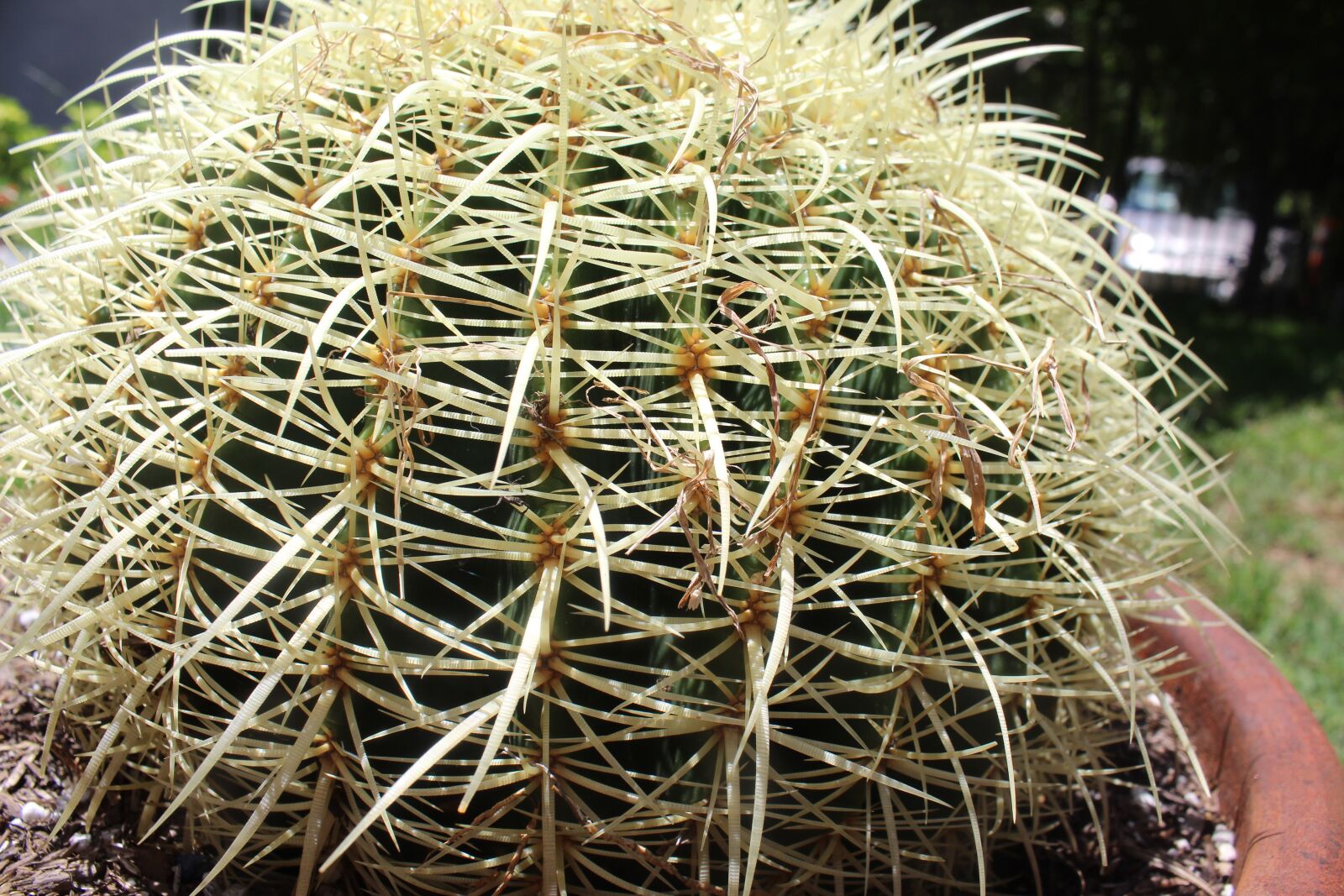 Canon EOS 1300D (EOS Rebel T6 / EOS Kiss X80) sample photo. Cactus, potted, plant photography