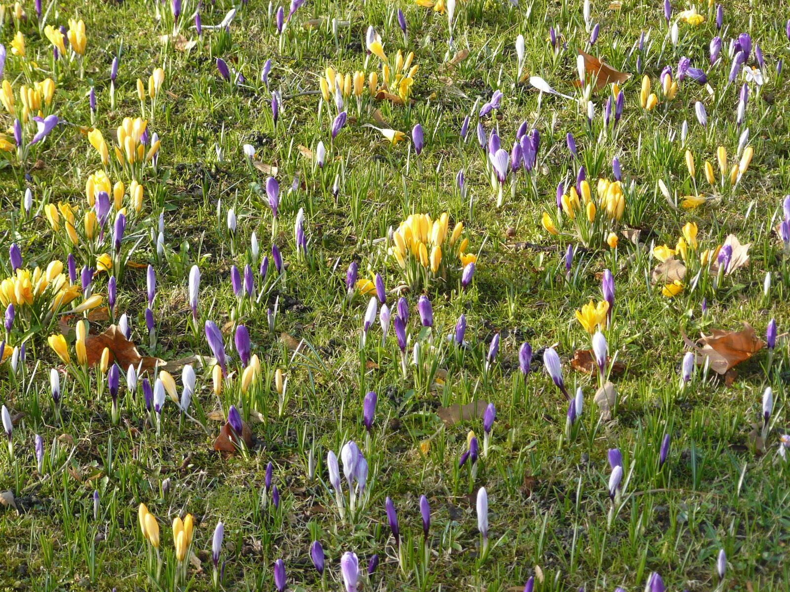 Panasonic DMC-FZ8 sample photo. Crocus, spring, flowers photography