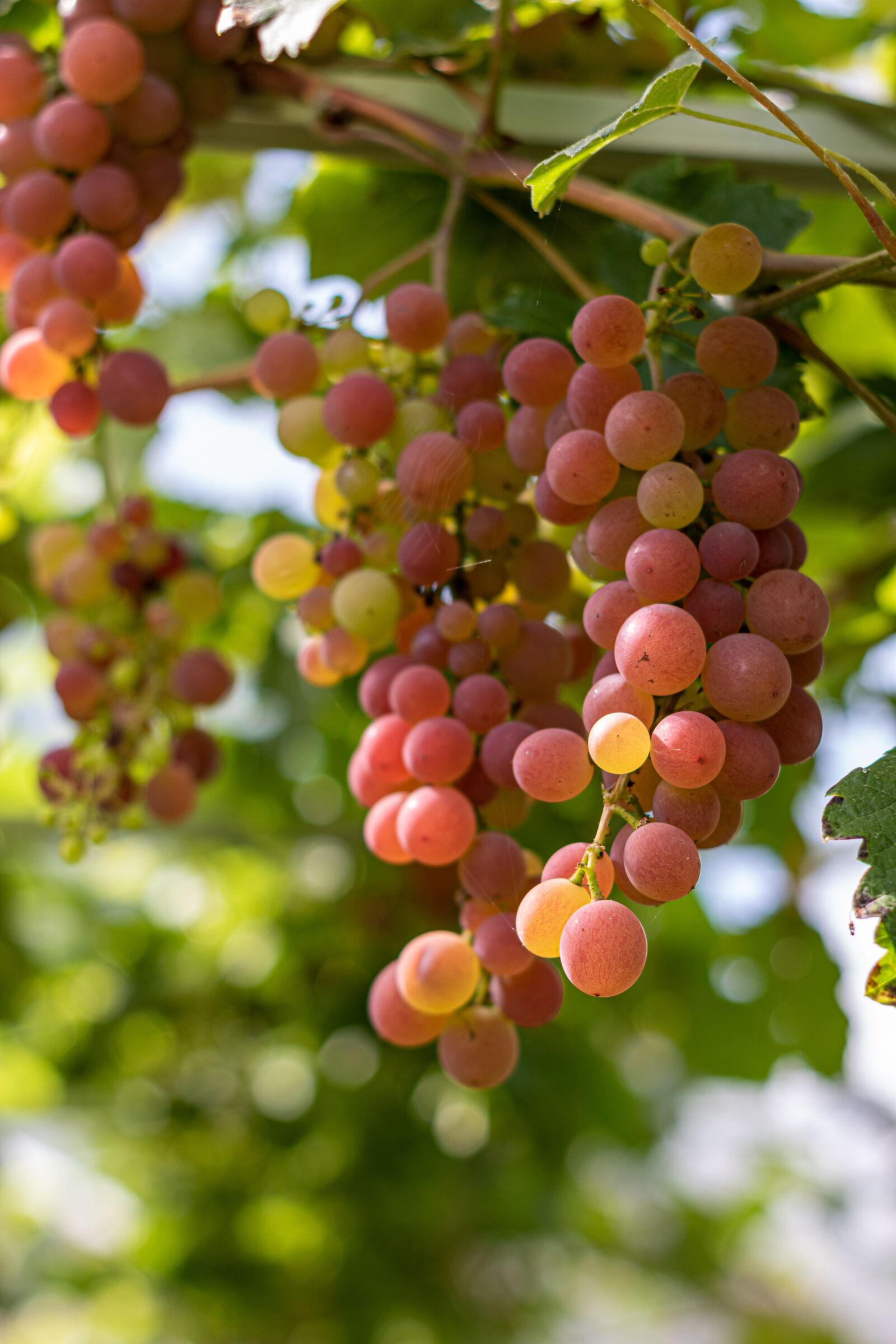 YN50mm f/1.8 II sample photo. Fruit, food, grapes photography