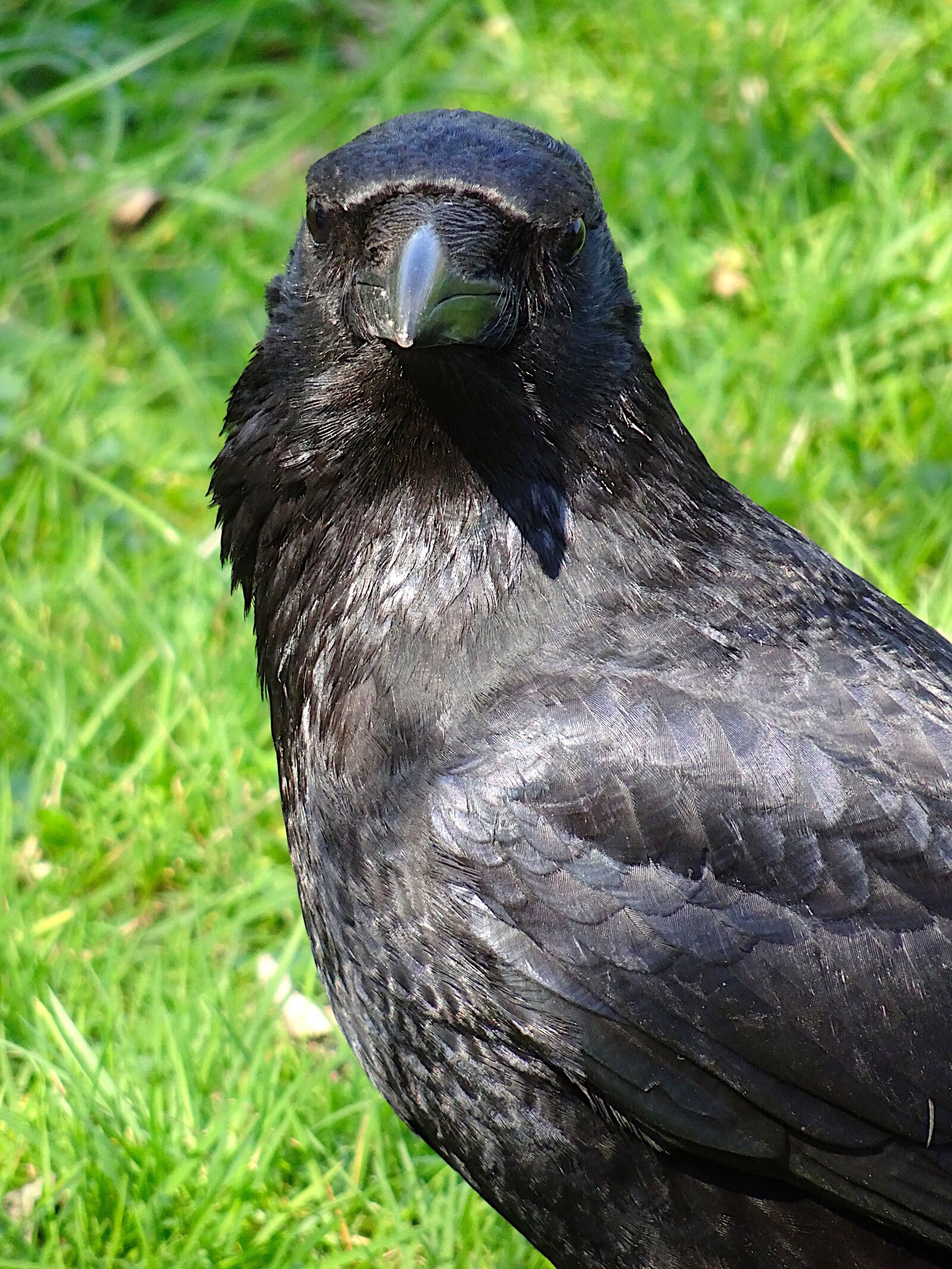 Sony Cyber-shot DSC-HX90V sample photo. Corneille, corvidae, birds photography