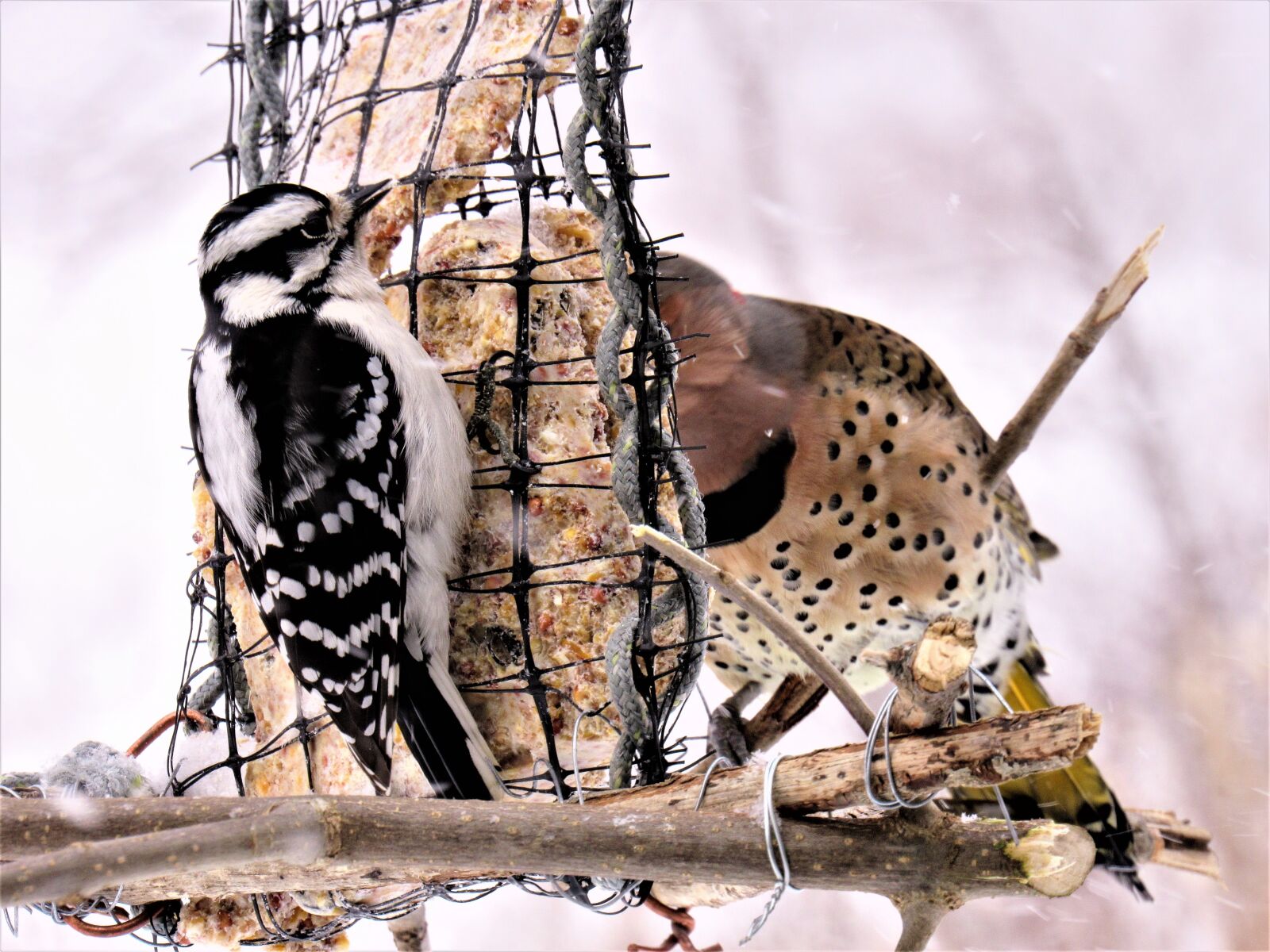 Canon PowerShot SX530 HS sample photo. Woodpeckers, flicker woodpecker, downy photography