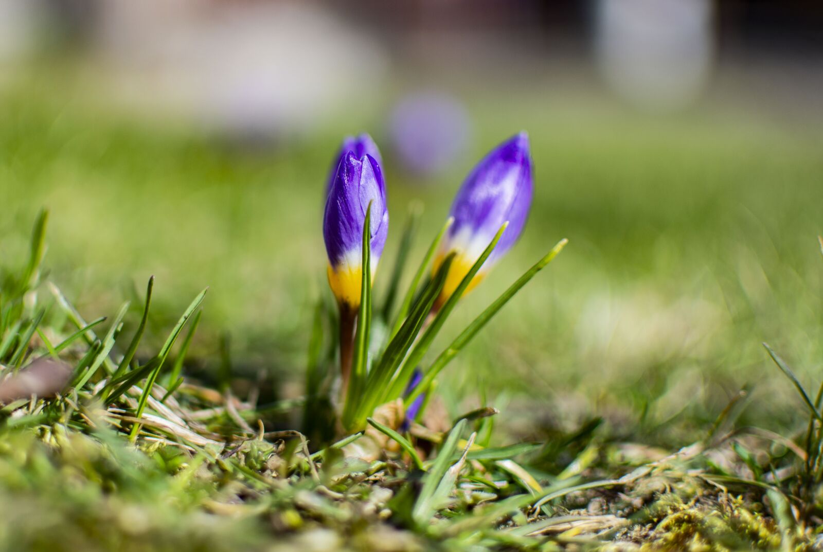 Nikon D5200 sample photo. Spring, blue sky, easter photography