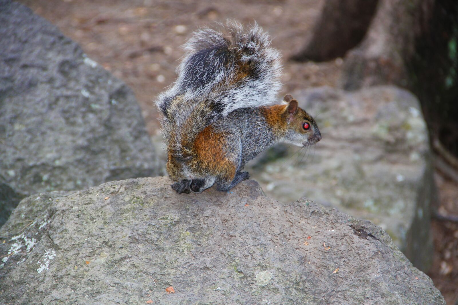 Canon EOS 550D (EOS Rebel T2i / EOS Kiss X4) sample photo. Squirrel, hunting, green photography