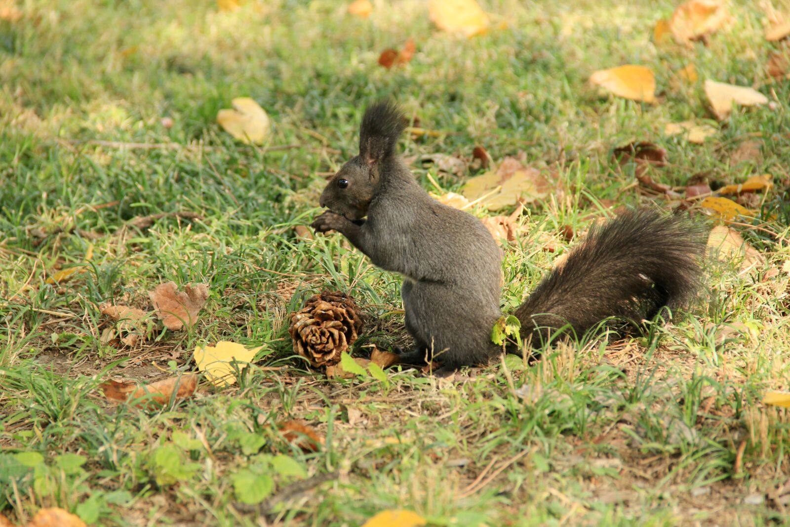 Canon EOS 60D sample photo. Squirrel, animal, echinacea photography
