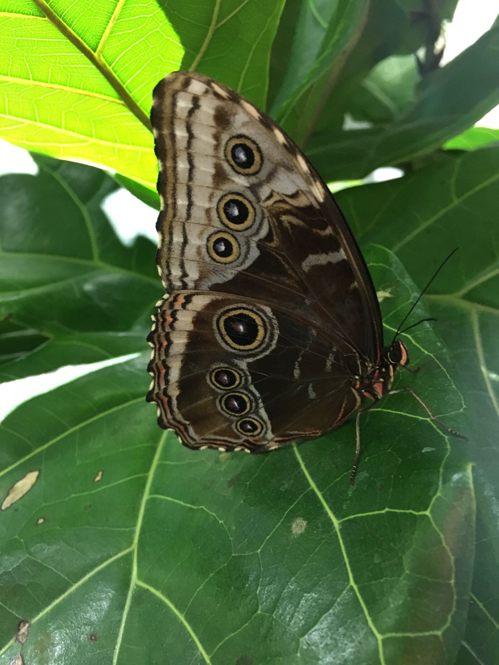 Apple iPhone 6s sample photo. Butterfly, nature, wing photography