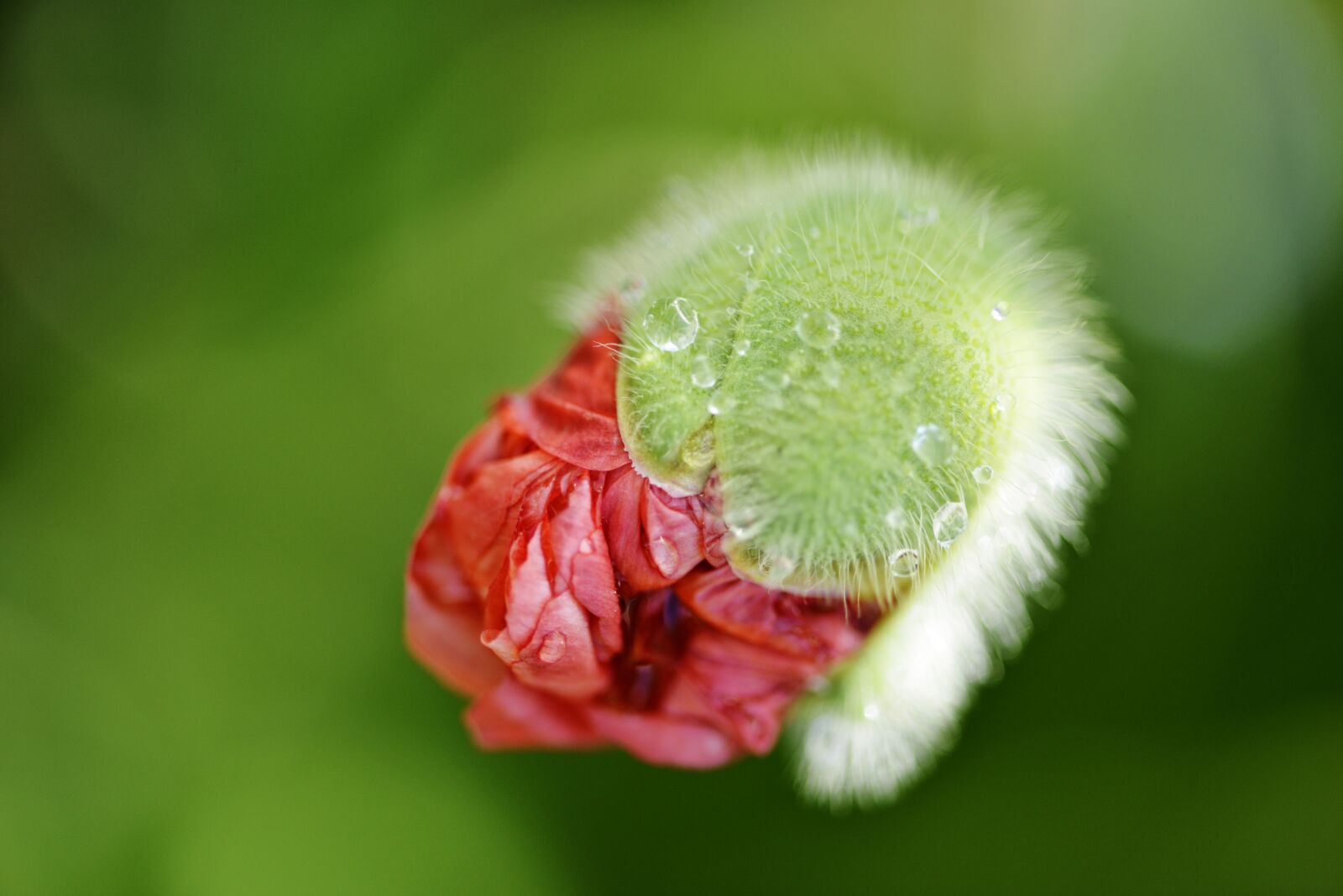 Nikon D800 sample photo. Poppy, flower, red photography