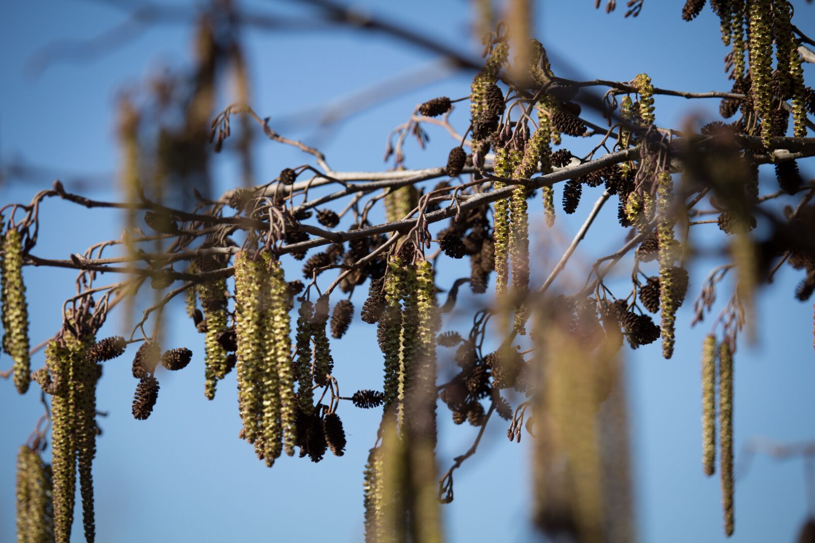 Canon EOS 100D (EOS Rebel SL1 / EOS Kiss X7) sample photo. Spring, willow, blossom photography