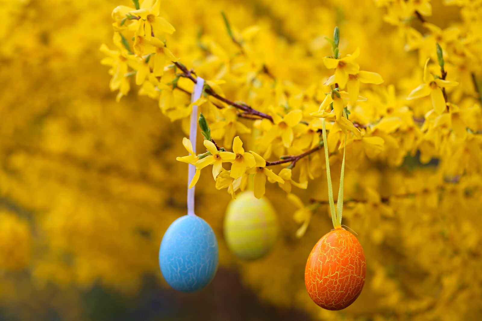 Canon EF 100mm F2.8L Macro IS USM sample photo. Easter, egg, flowers photography
