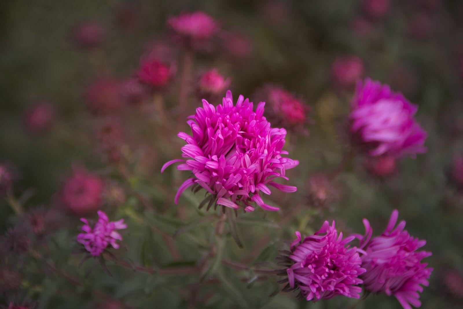 Canon EOS 200D (EOS Rebel SL2 / EOS Kiss X9) sample photo. Asters, bright, flower photography