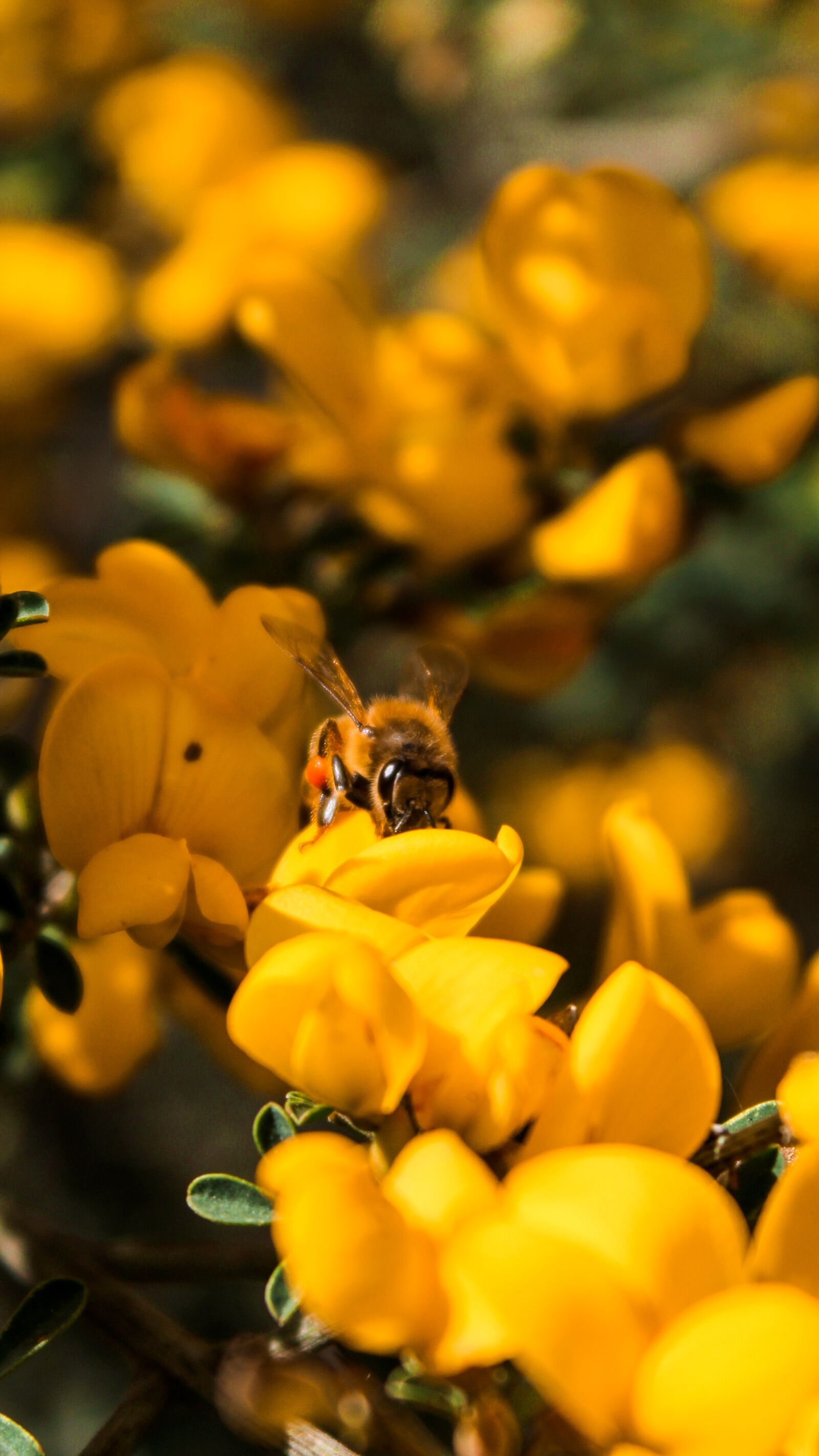 Canon EOS 2000D (EOS Rebel T7 / EOS Kiss X90 / EOS 1500D) sample photo. Flower, bee, yellow photography