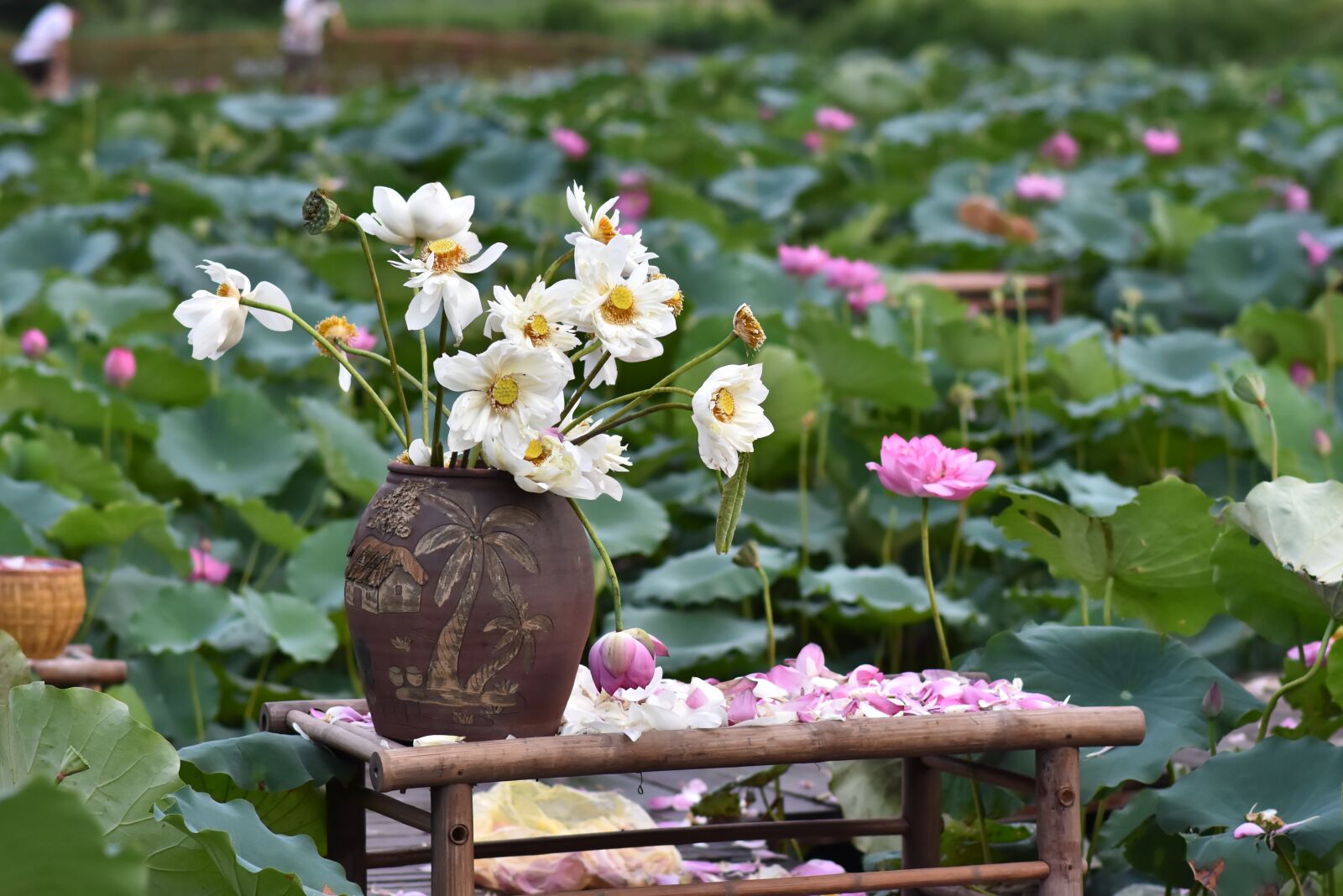 Nikon D7200 sample photo. Lotus flowers, pink, blooming photography