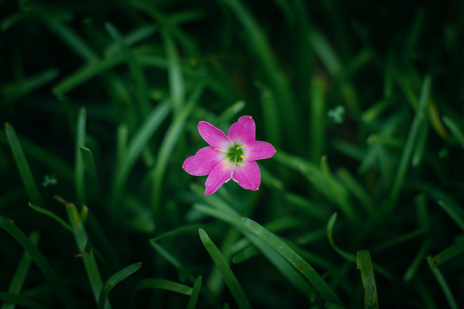 Canon EOS 700D (EOS Rebel T5i / EOS Kiss X7i) + Canon EF 50mm F1.8 II sample photo. Flower, garden, lake photography