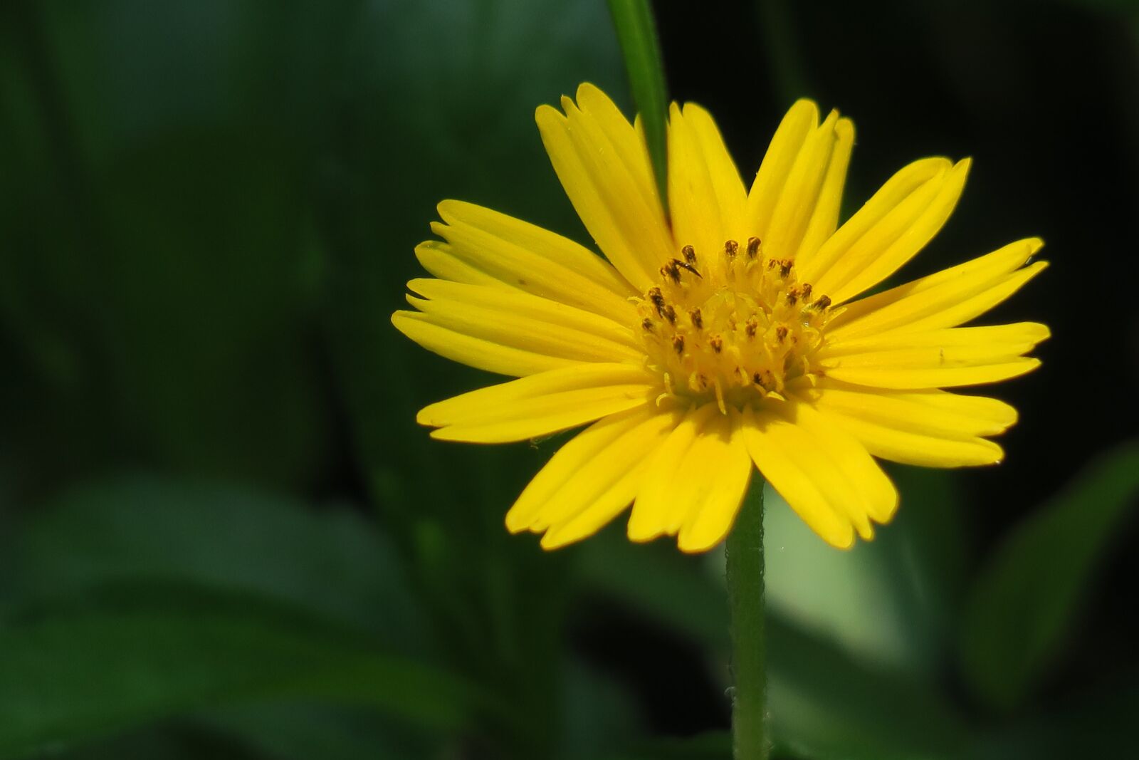 Canon PowerShot G3 X sample photo. Small yellow daisy, plant photography