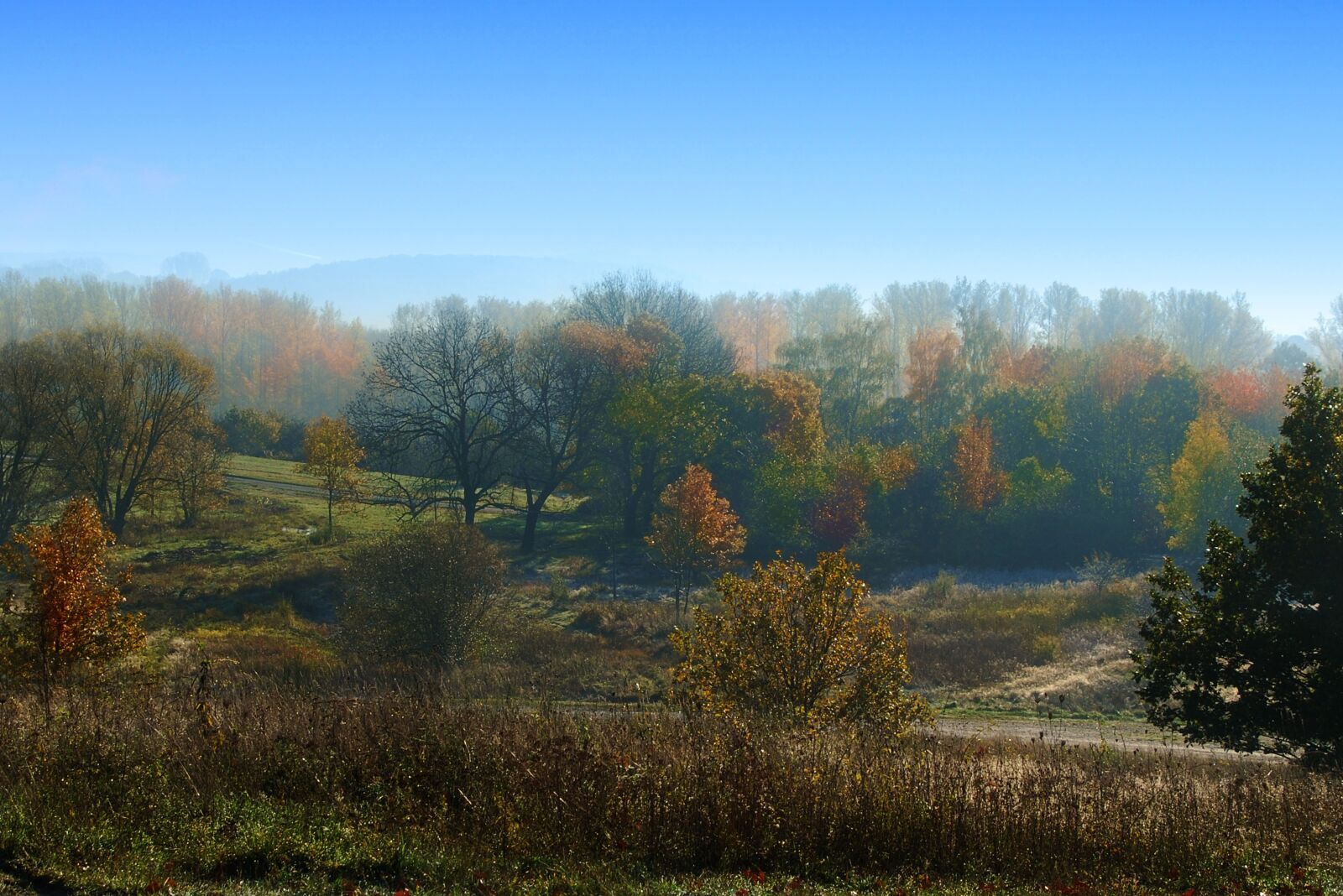 Nikon D80 sample photo. Autumn, forest, nature photography
