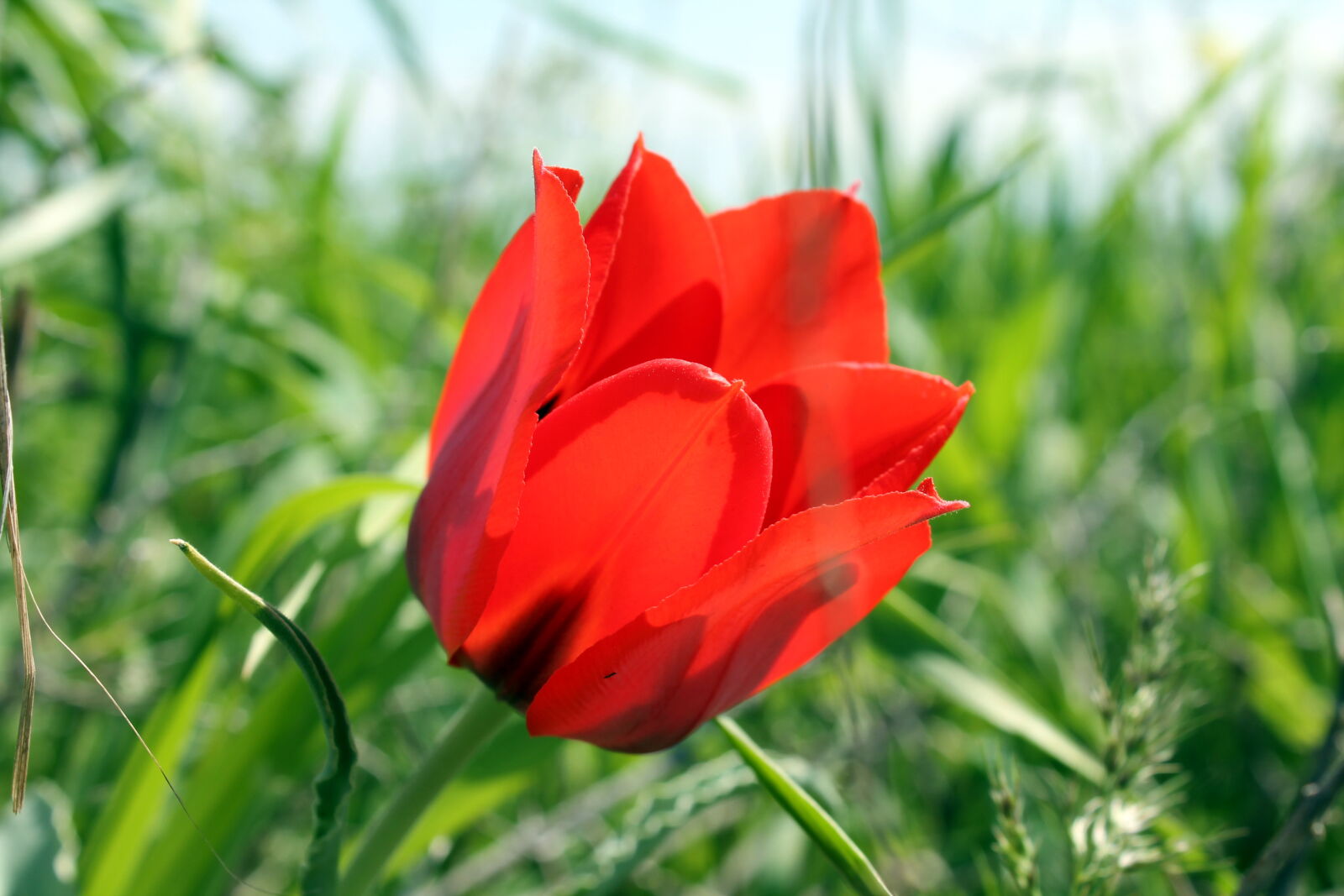 Canon EOS 1100D (EOS Rebel T3 / EOS Kiss X50) sample photo. Flower, tulip photography