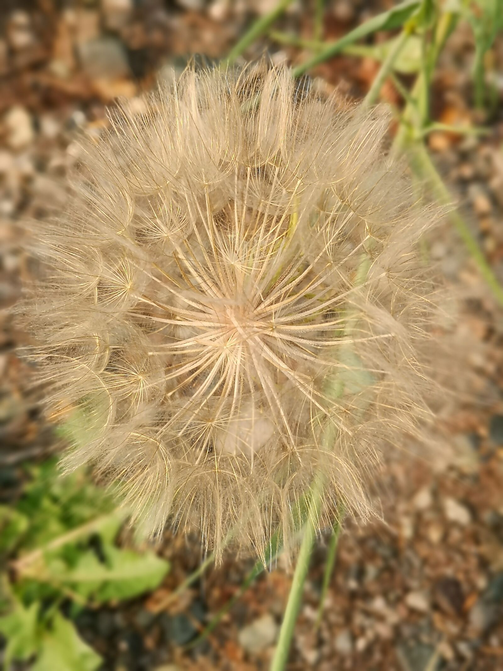 HUAWEI P20 Pro sample photo. Nature, flora, seed photography