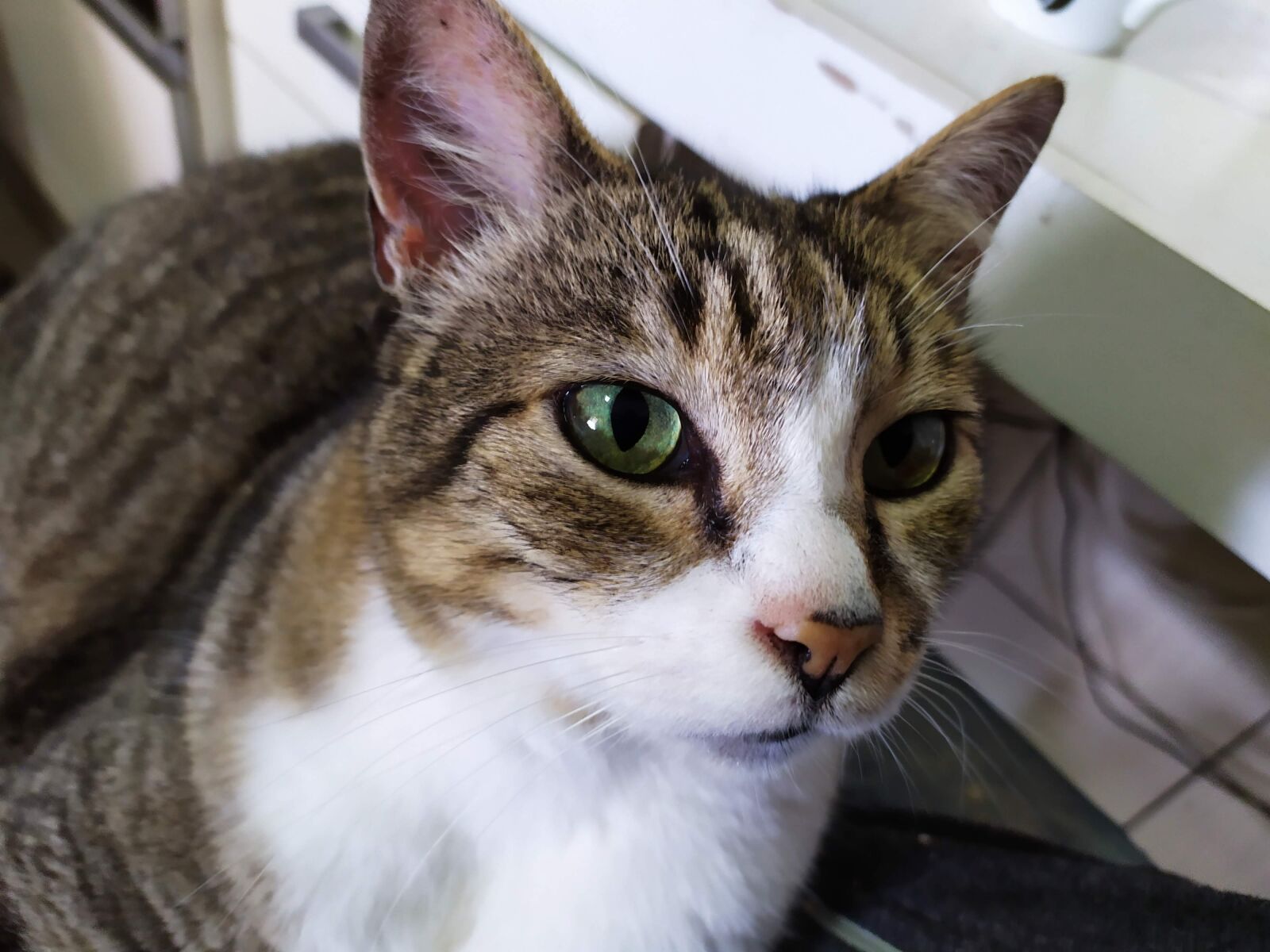 Xiaomi Redmi Note 7 sample photo. Boris, cat, rajado photography