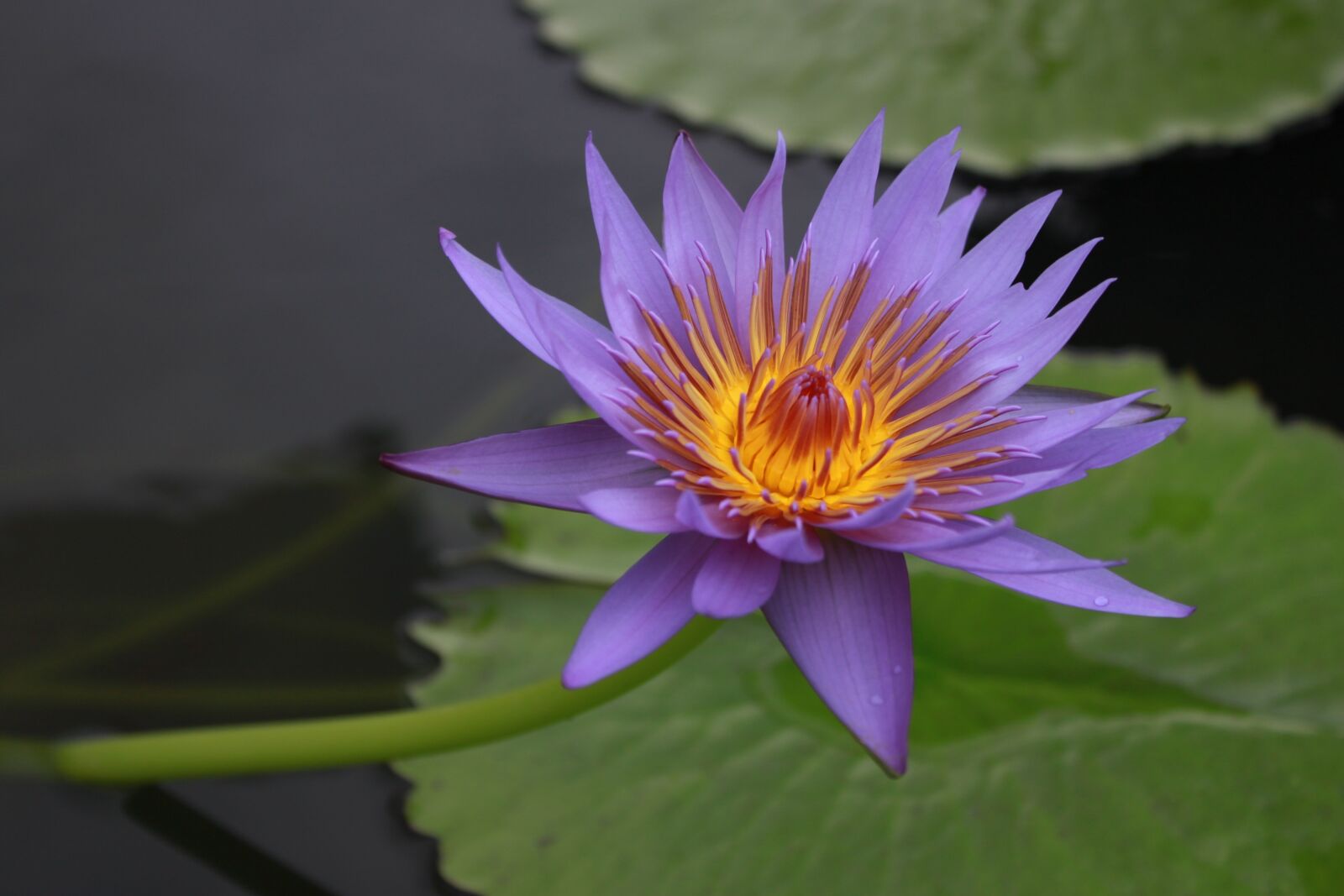 Canon EOS 500D (EOS Rebel T1i / EOS Kiss X3) sample photo. Kite, lotus, water lilies photography
