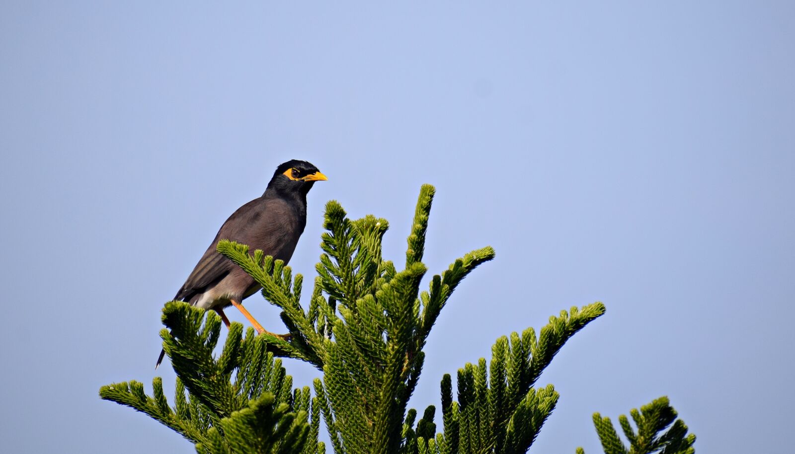Nikon D3300 sample photo. Bird, sitting, branch photography