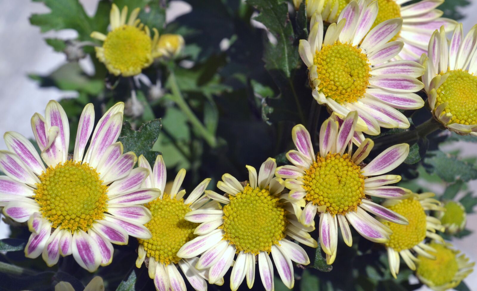 Nikon D3100 sample photo. Flowers, blossom, beautiful photography