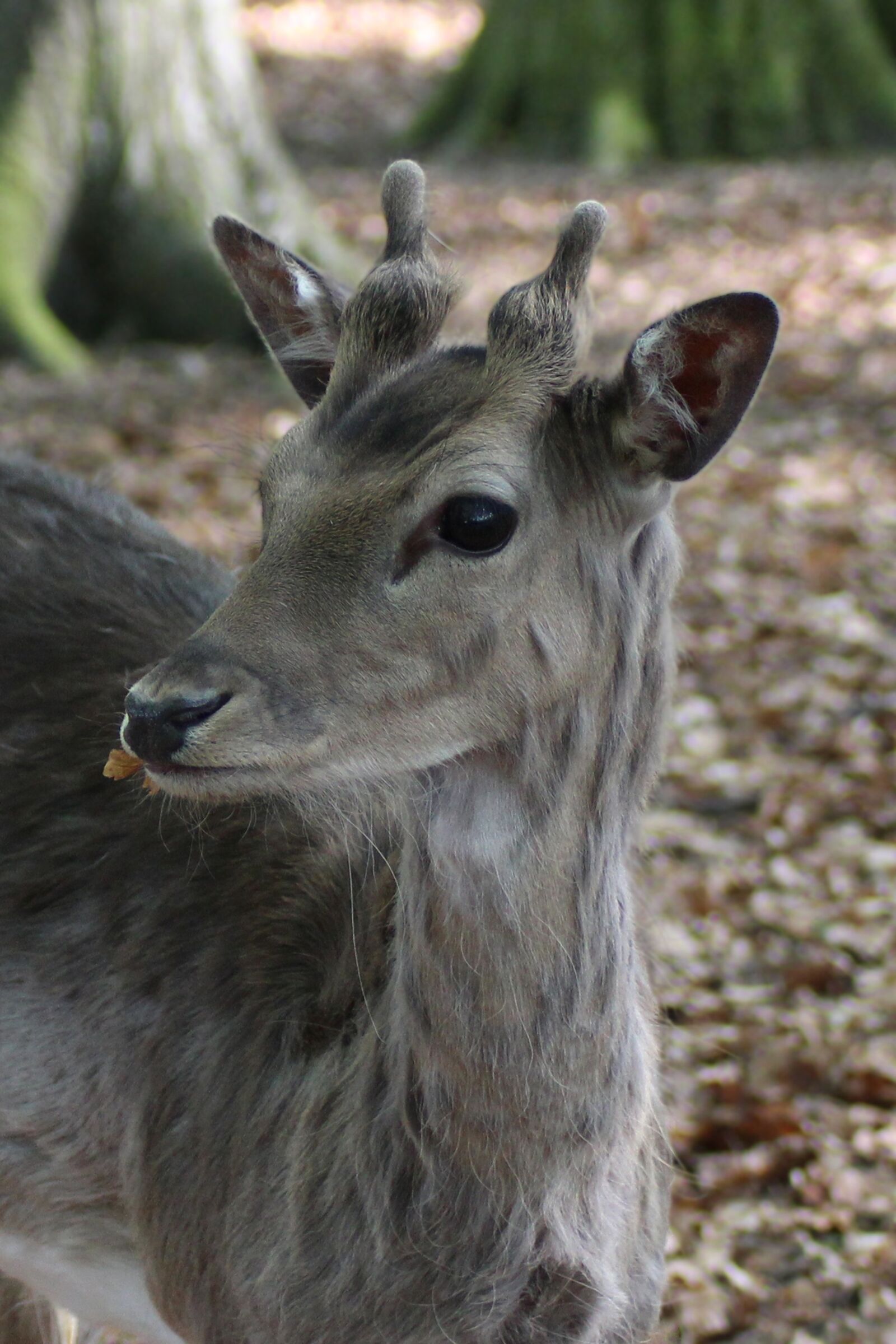 Canon EOS 600D (Rebel EOS T3i / EOS Kiss X5) sample photo. Hirsch, fallow deer, roe photography