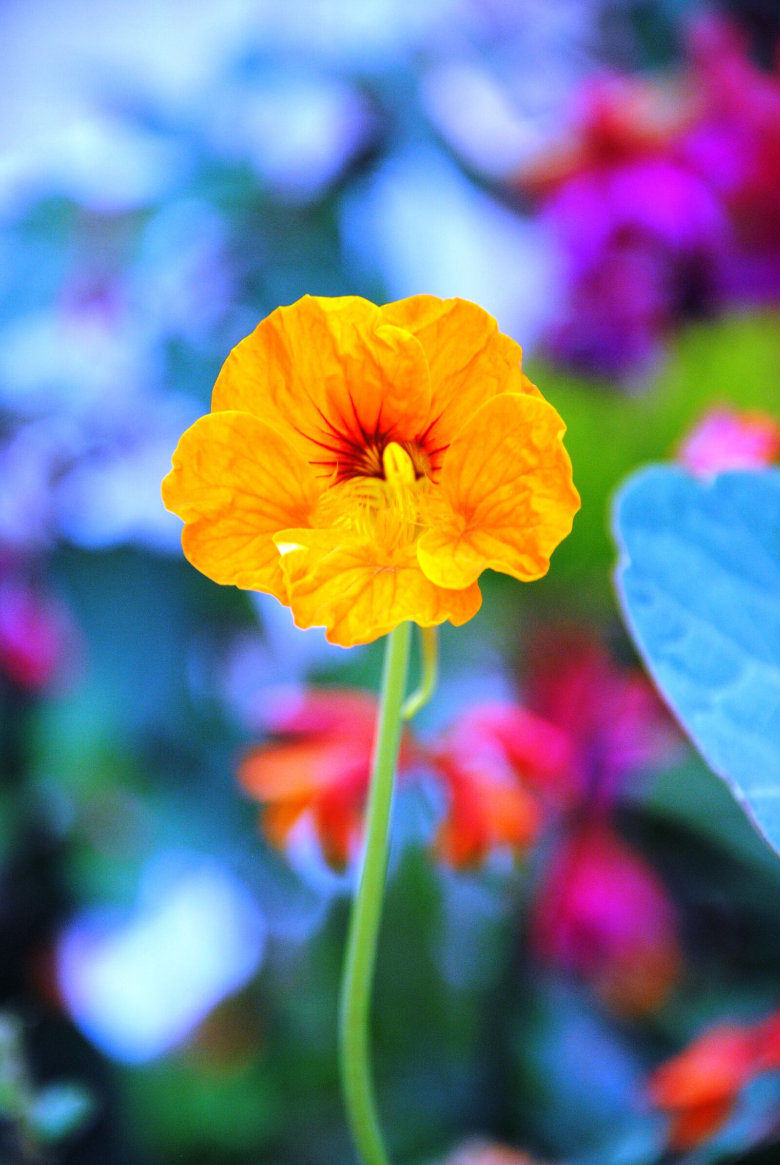 Nikon D3000 sample photo. Yellow flower, spring, summer photography