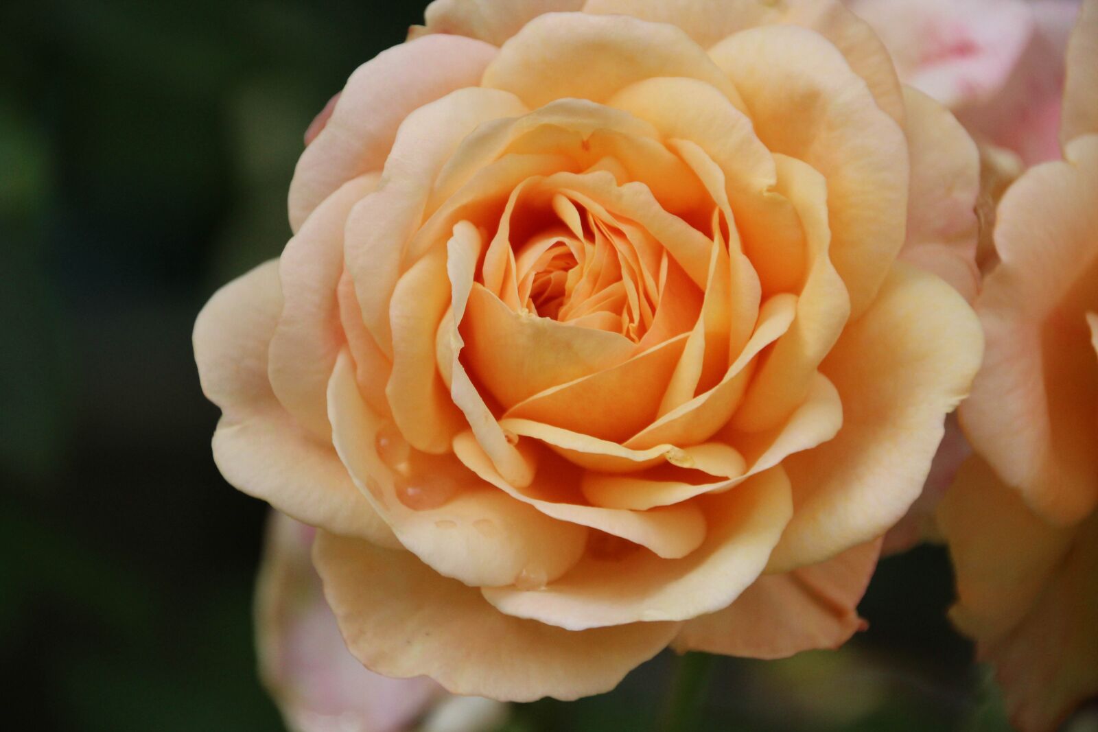 Canon EOS 1200D (EOS Rebel T5 / EOS Kiss X70 / EOS Hi) sample photo. Rose, garden, close up photography
