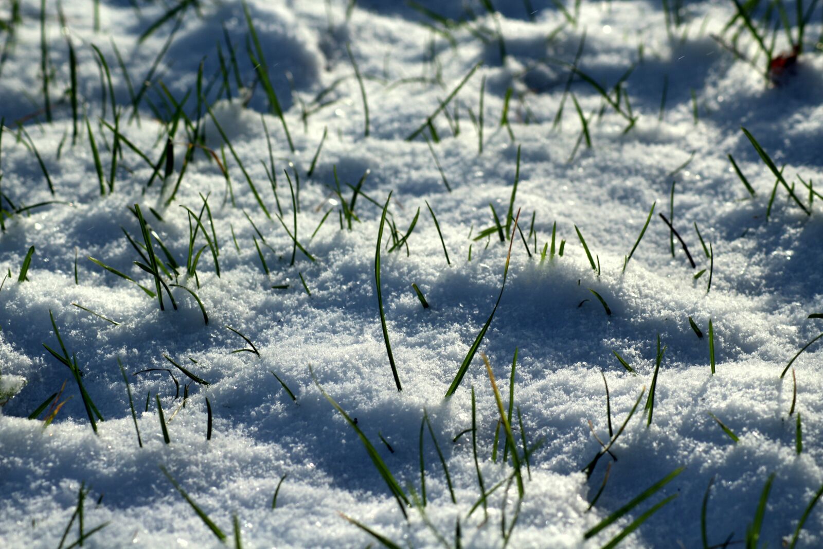 Canon EOS 1200D (EOS Rebel T5 / EOS Kiss X70 / EOS Hi) sample photo. Winter, snow, cold photography
