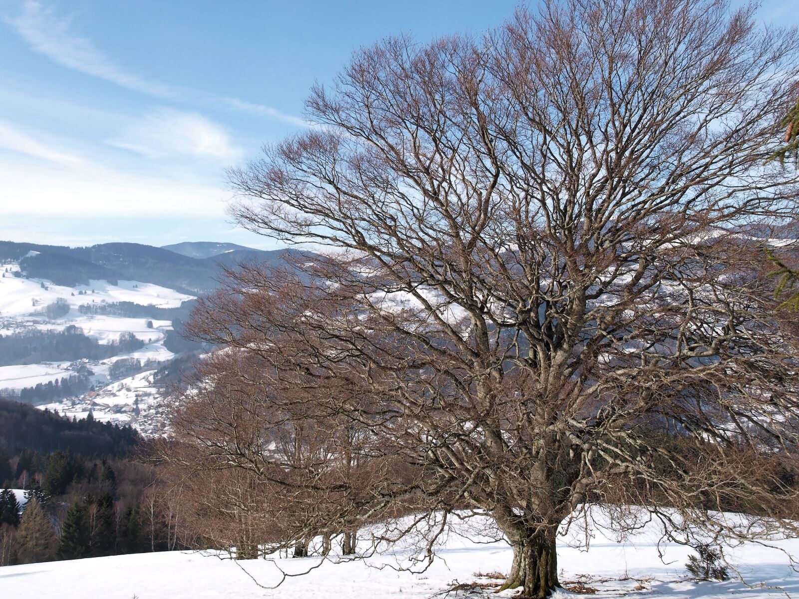 Olympus E-420 (EVOLT E-420) sample photo. Tree, beech, winters photography