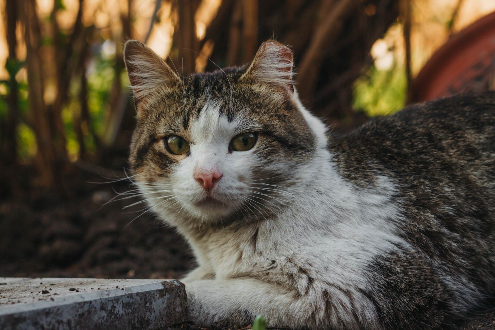 Canon EOS 1100D (EOS Rebel T3 / EOS Kiss X50) + Canon EF 50mm F1.8 II sample photo. Cat, spring, animal photography