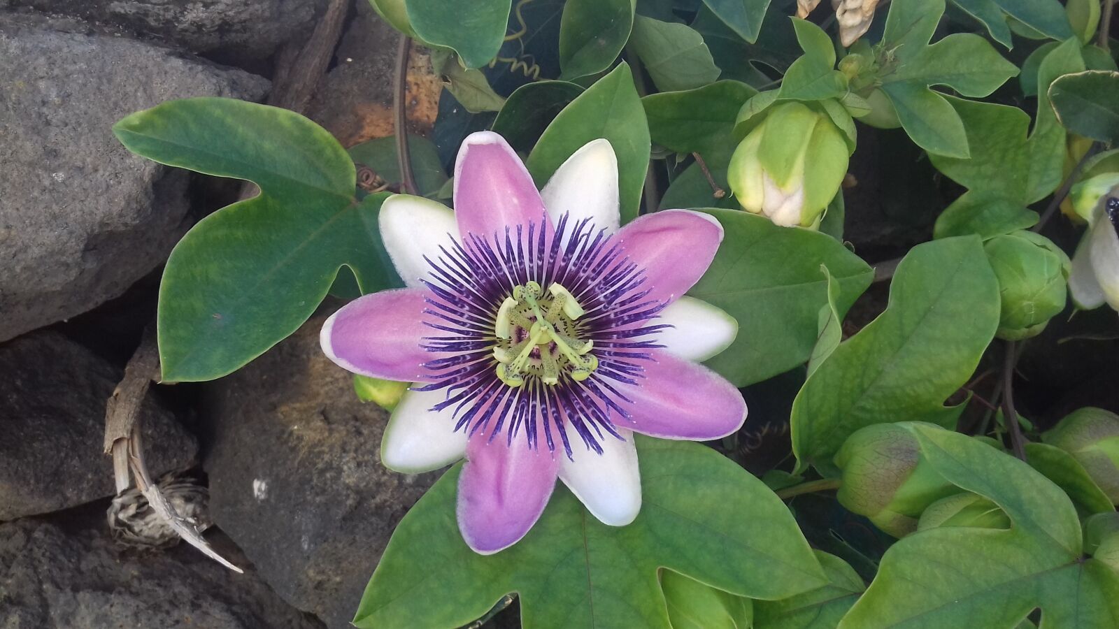 Samsung Galaxy J3(2016) sample photo. Passiflora, flower, violet photography