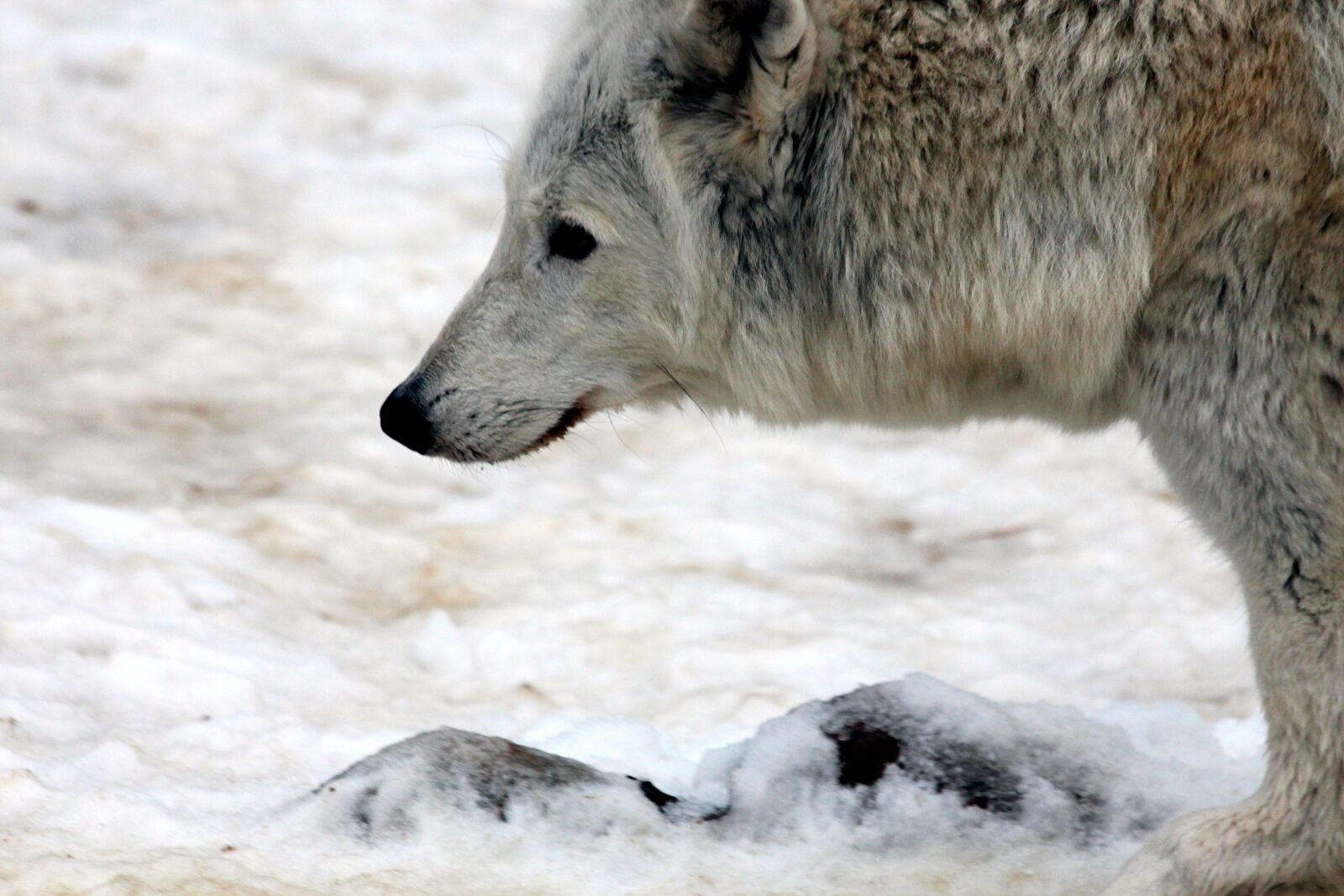 Canon EOS 650D (EOS Rebel T4i / EOS Kiss X6i) sample photo. Wolf, white wolf, polar photography