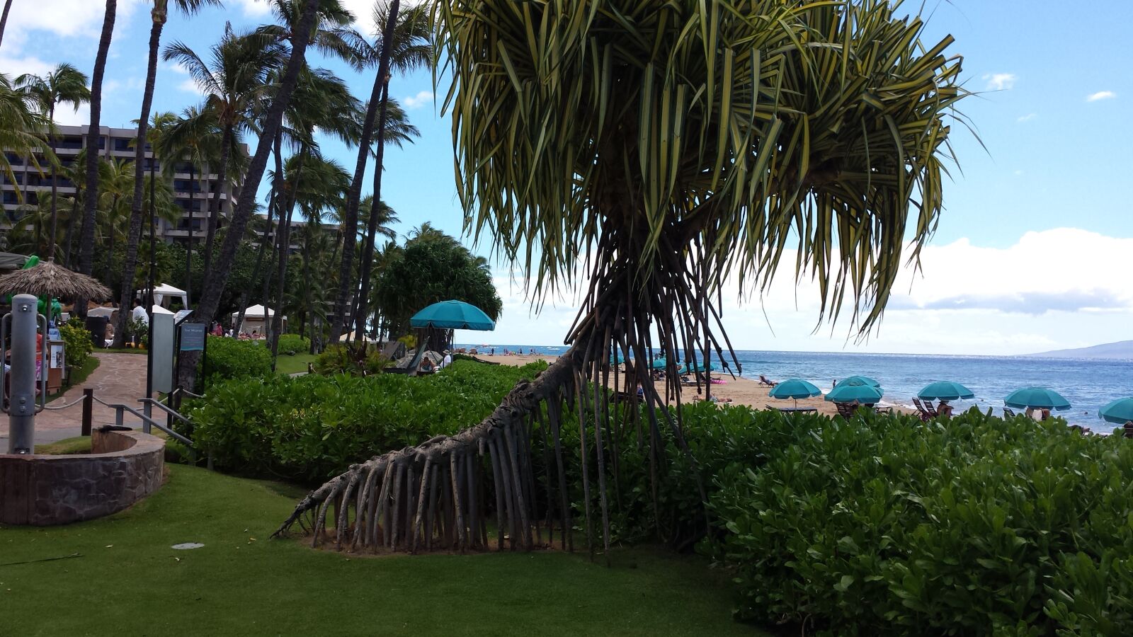 Samsung Galaxy S4 sample photo. Hawaii, tree photography