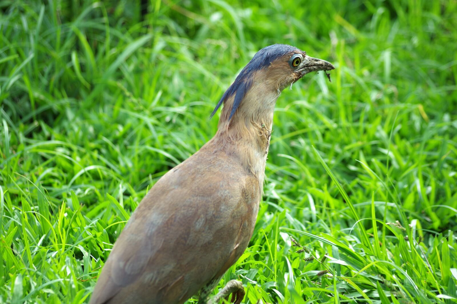 Pentax K-S2 sample photo. Species, pheasant, art photography