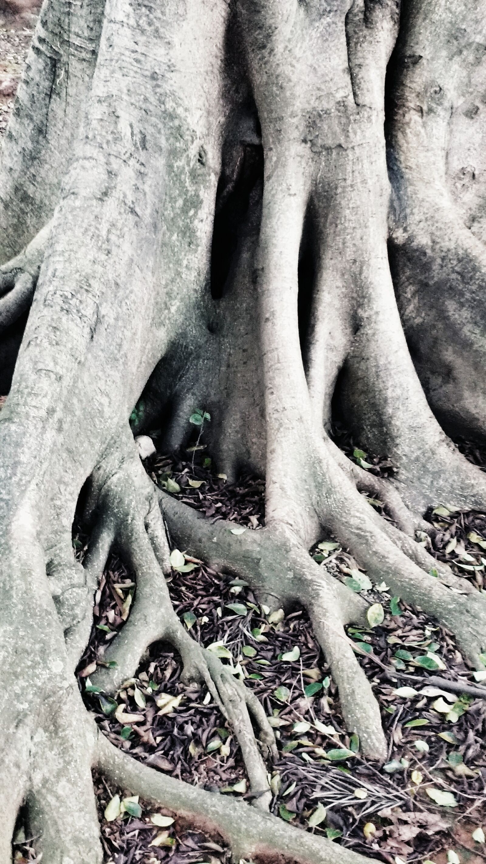 Motorola MotoG3 sample photo. Roots, trunks photography